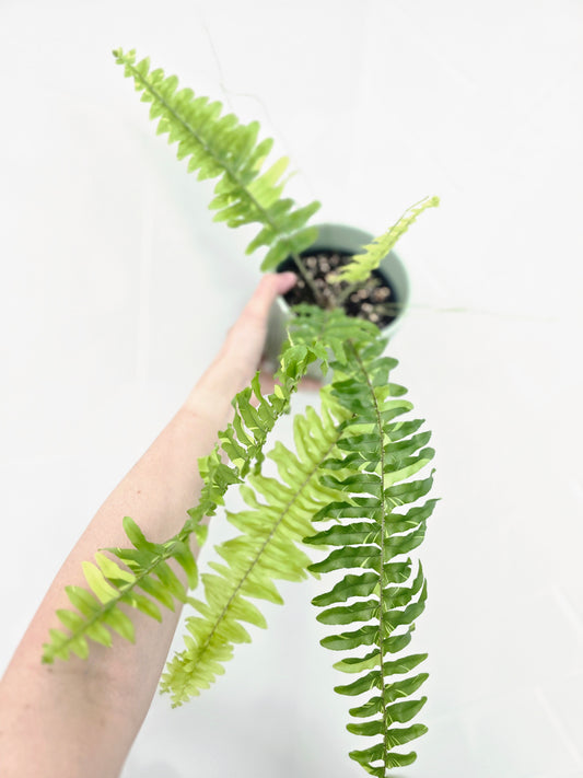 Nephrolepis Exaltata Variegata 'Tiger Fern' - 118mm