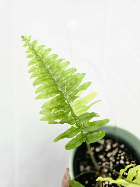Nephrolepis Exaltata Variegata 'Tiger Fern' - 118mm