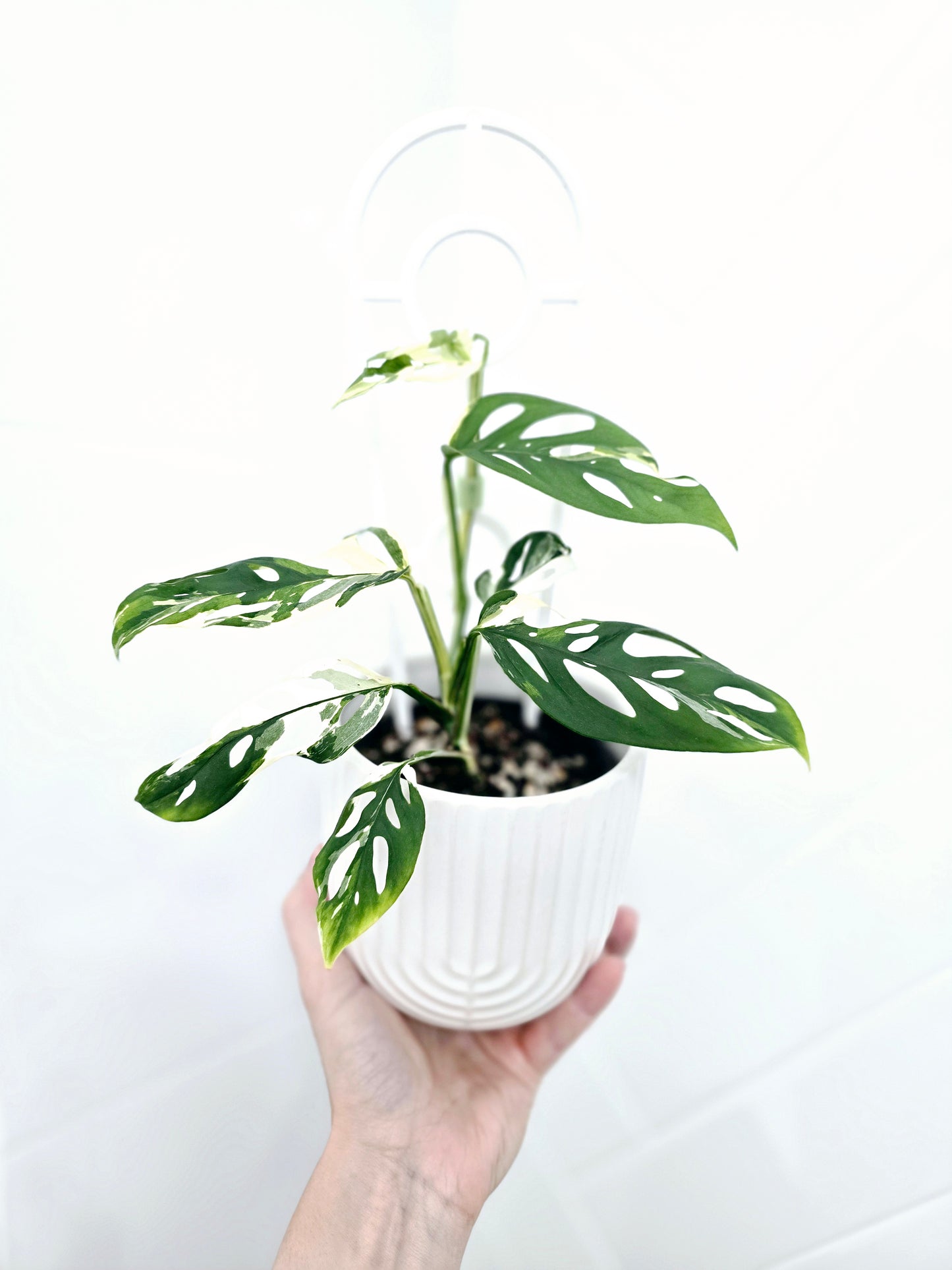 Monstera Adansonii 'Variegated' Ladder - 100mm