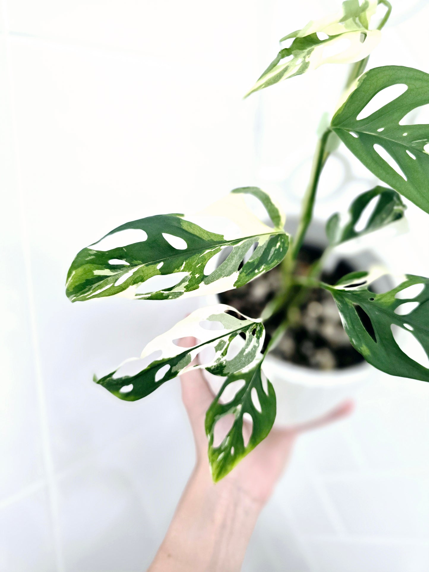 Monstera Adansonii 'Variegated' Ladder - 100mm