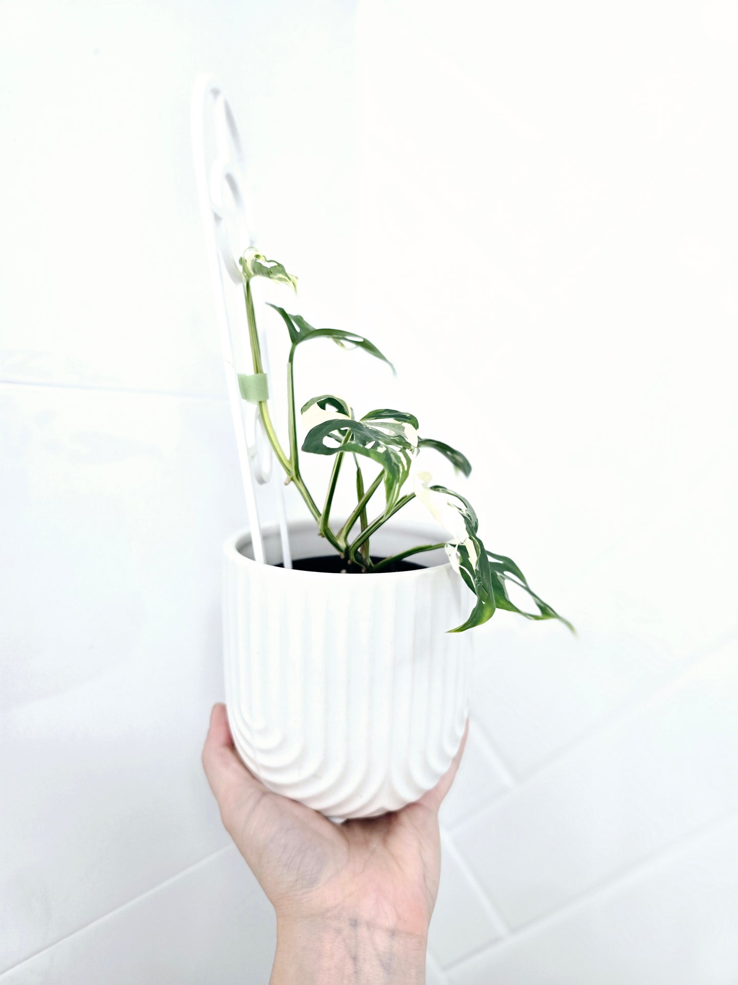 Monstera Adansonii 'Variegated' Ladder - 100mm