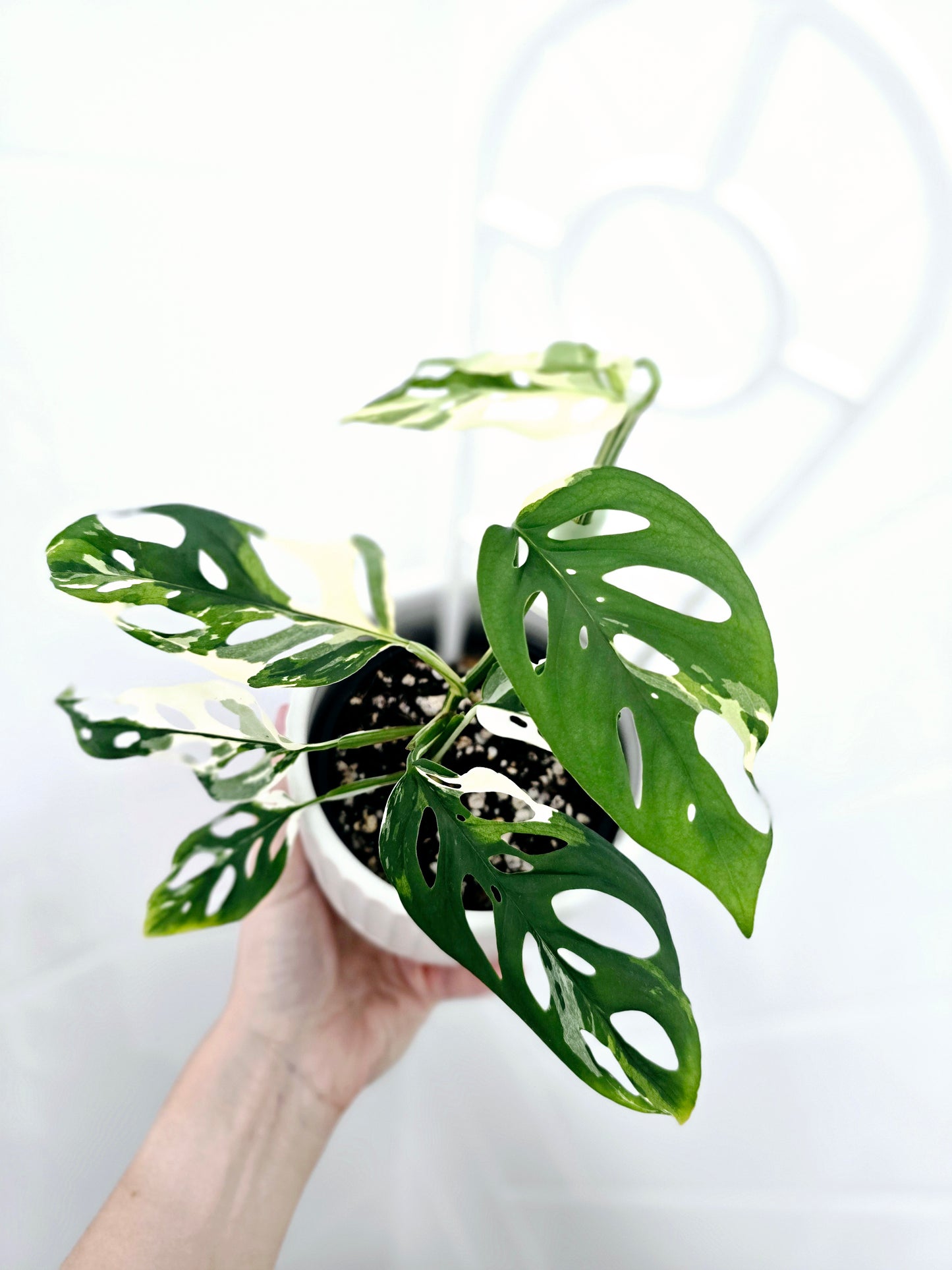 Monstera Adansonii 'Variegated' Ladder - 100mm