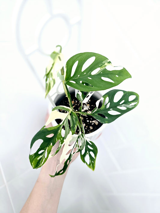 Monstera Adansonii 'Variegated' Ladder - 100mm