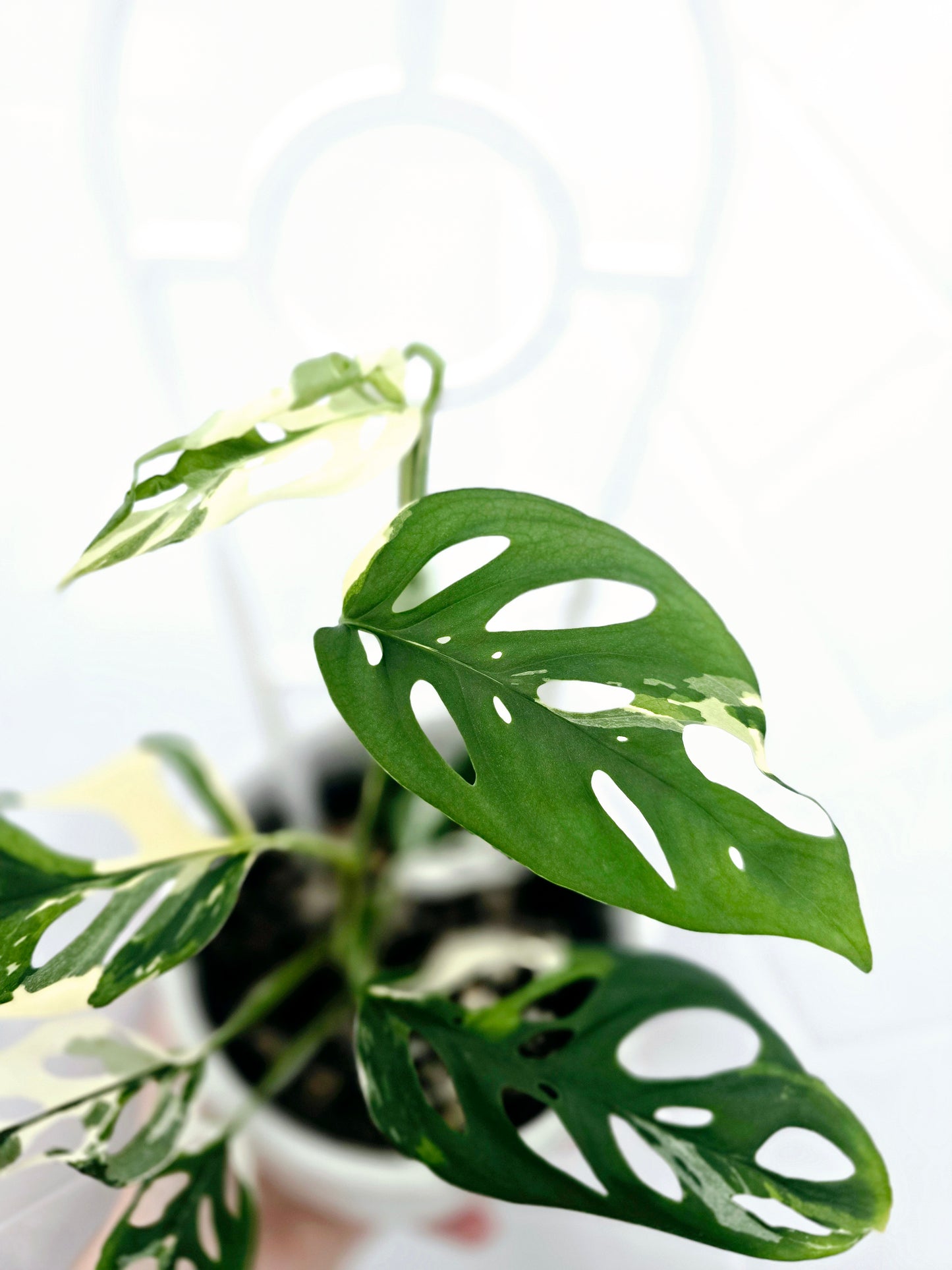 Monstera Adansonii 'Variegated' Ladder - 100mm