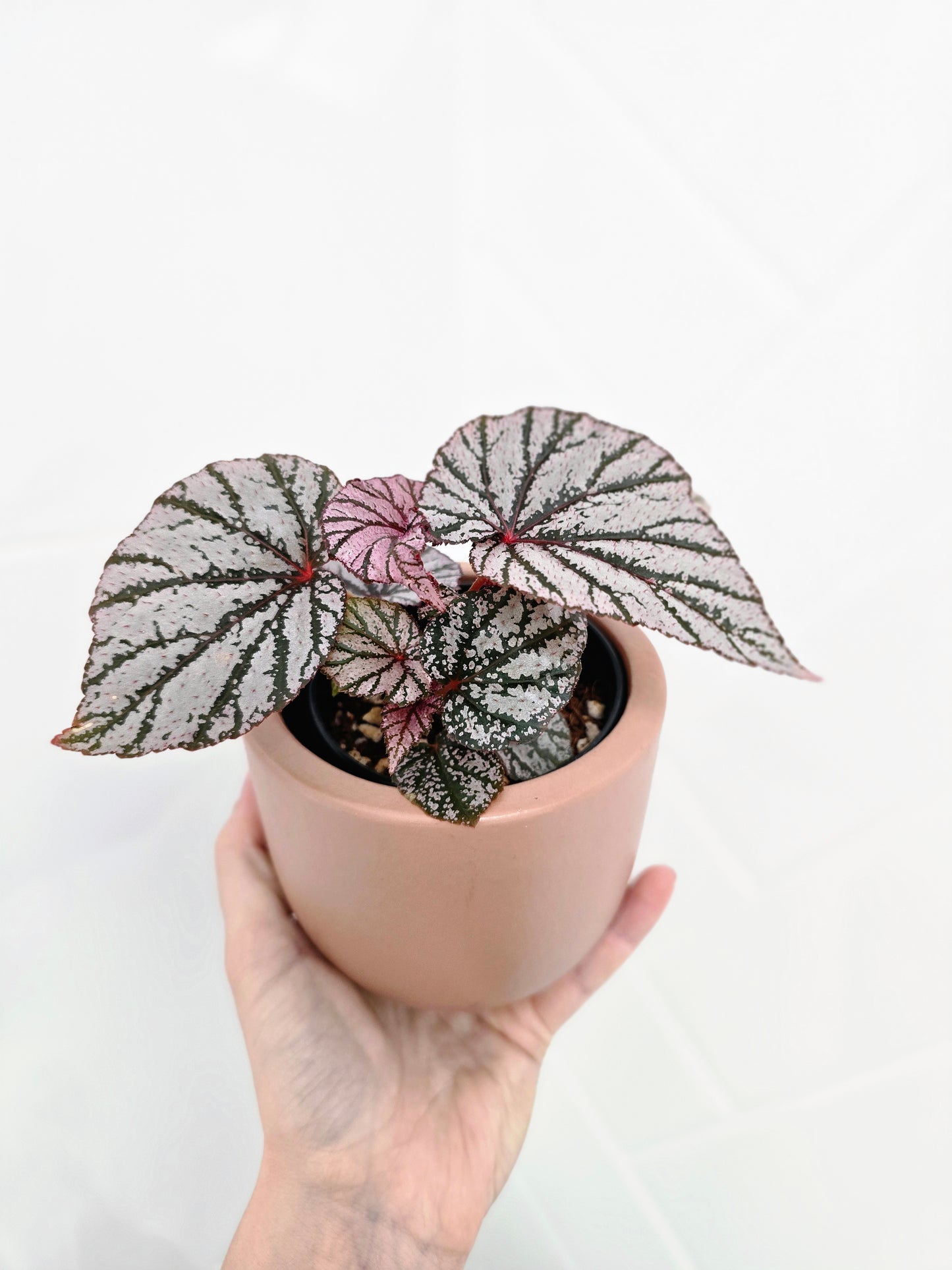Begonia Maculata 'Ashura' - 80mm
