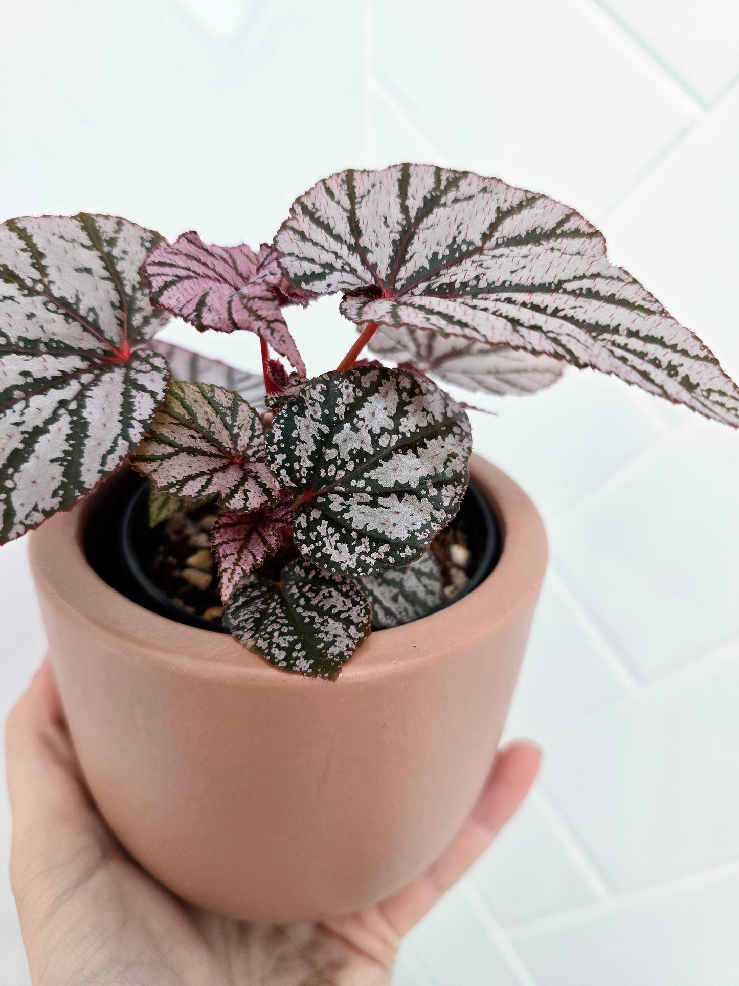 Begonia Maculata 'Ashura' - 80mm