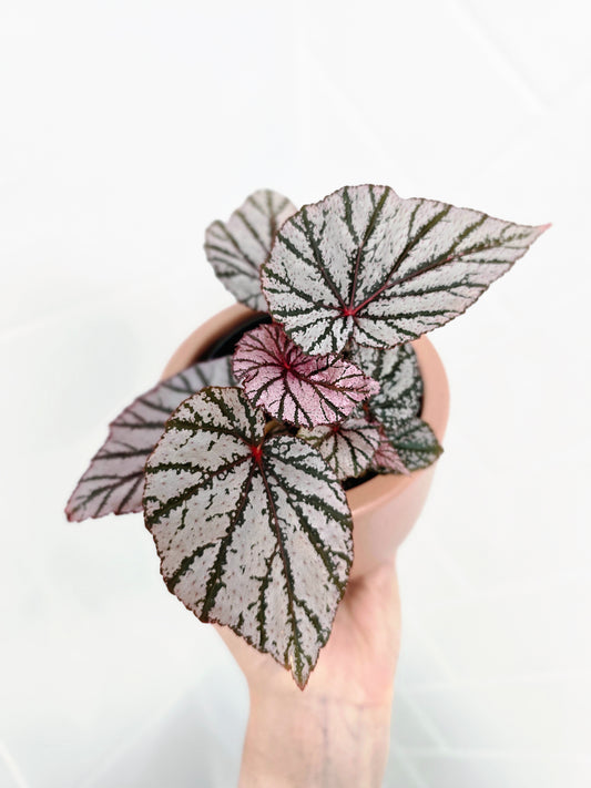 Begonia Maculata 'Ashura' - 80mm