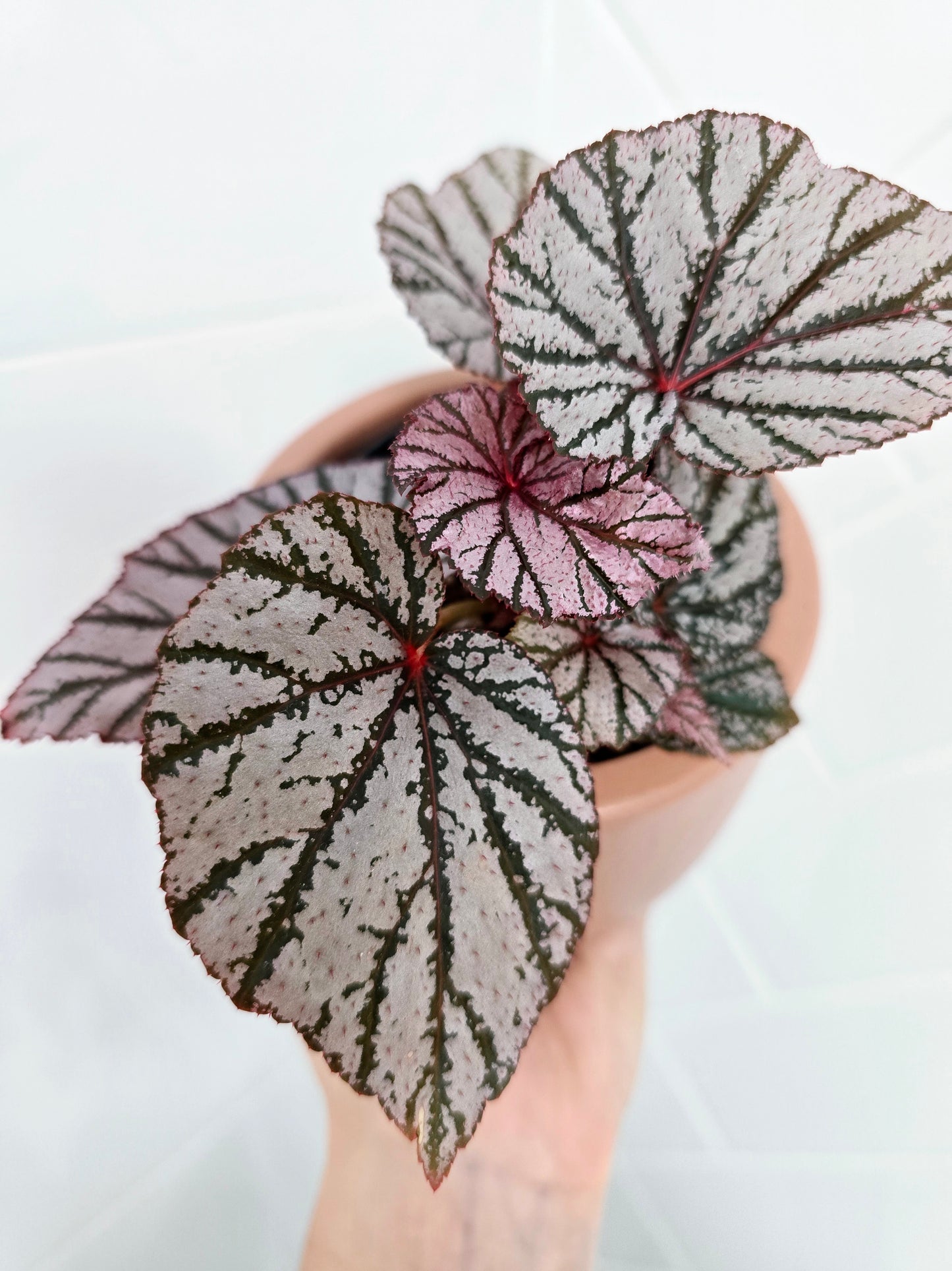 Begonia Maculata 'Ashura' - 80mm