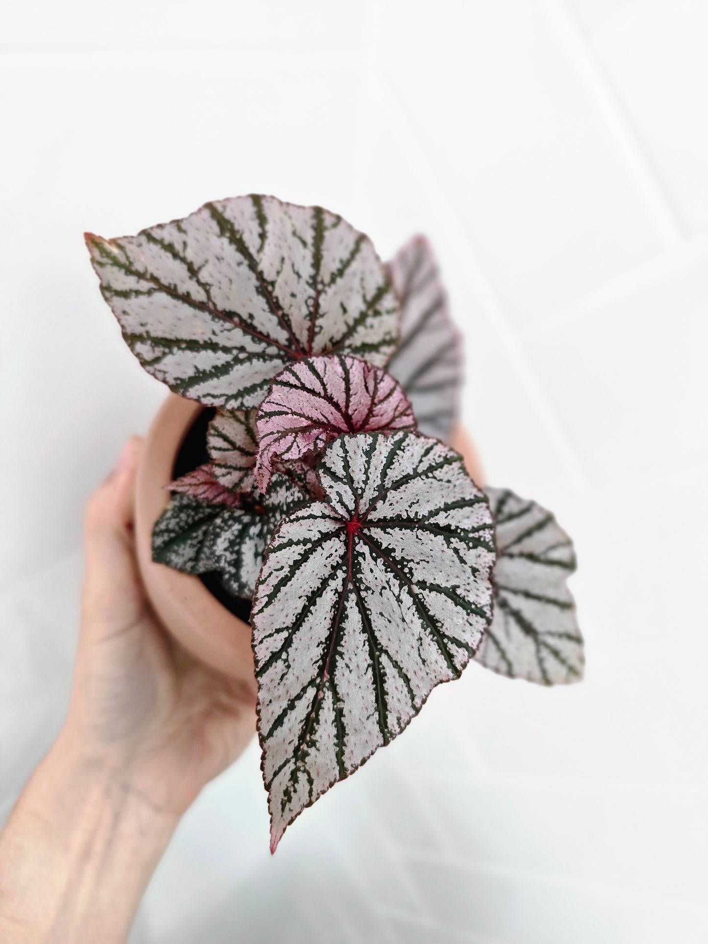 Begonia Maculata 'Ashura' - 80mm