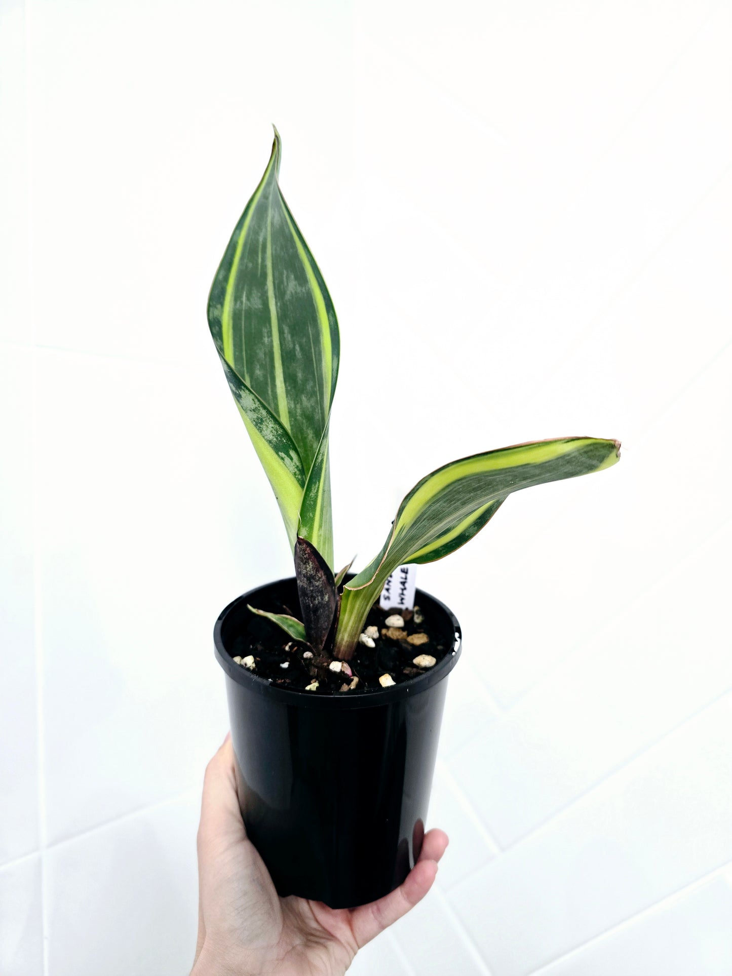 Sansevieria Masoniana Variegata 'Whale Fin' - 125mm