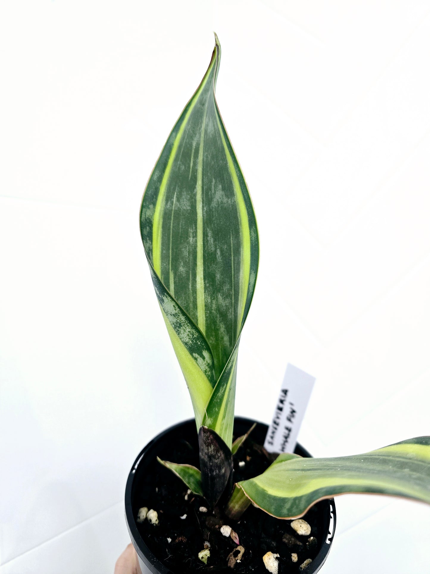 Sansevieria Masoniana Variegata 'Whale Fin' - 125mm
