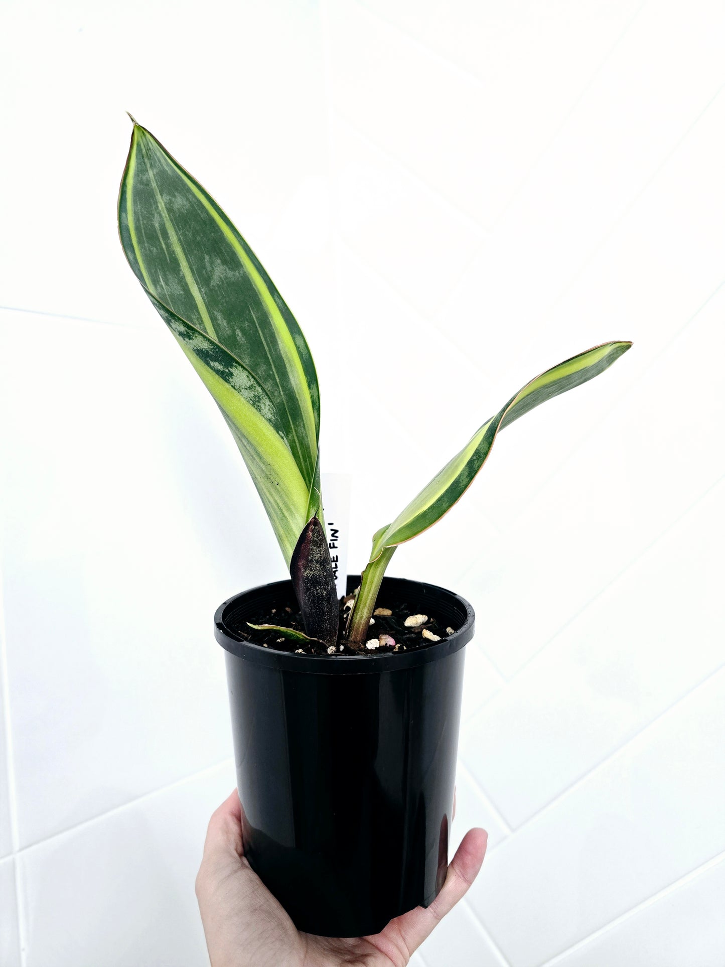 Sansevieria Masoniana Variegata 'Whale Fin' - 125mm