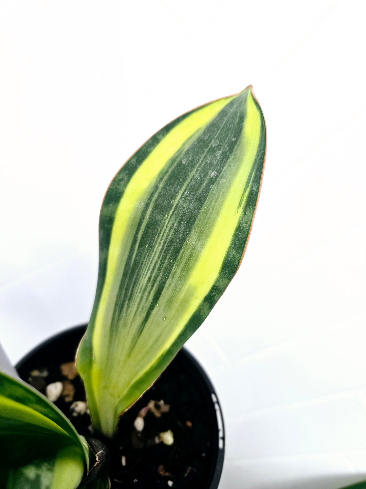 Sansevieria Masoniana Variegata 'Whale Fin' - 125mm