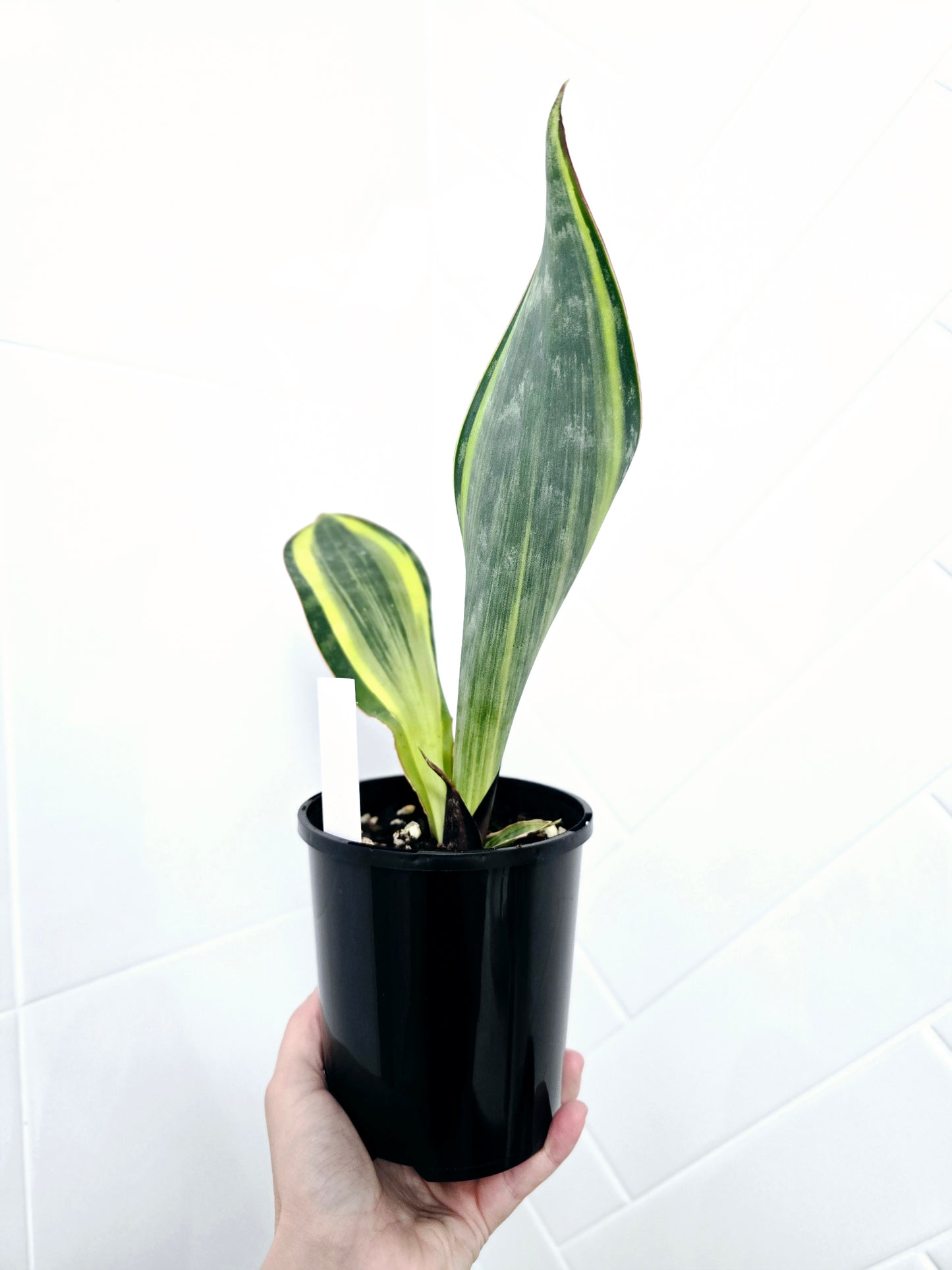 Sansevieria Masoniana Variegata 'Whale Fin' - 125mm