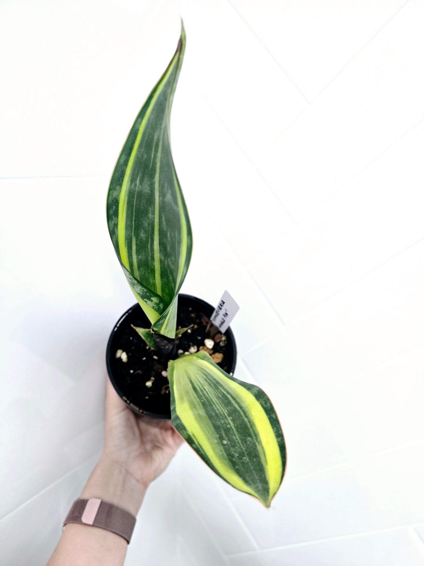 Sansevieria Masoniana Variegata 'Whale Fin' - 125mm