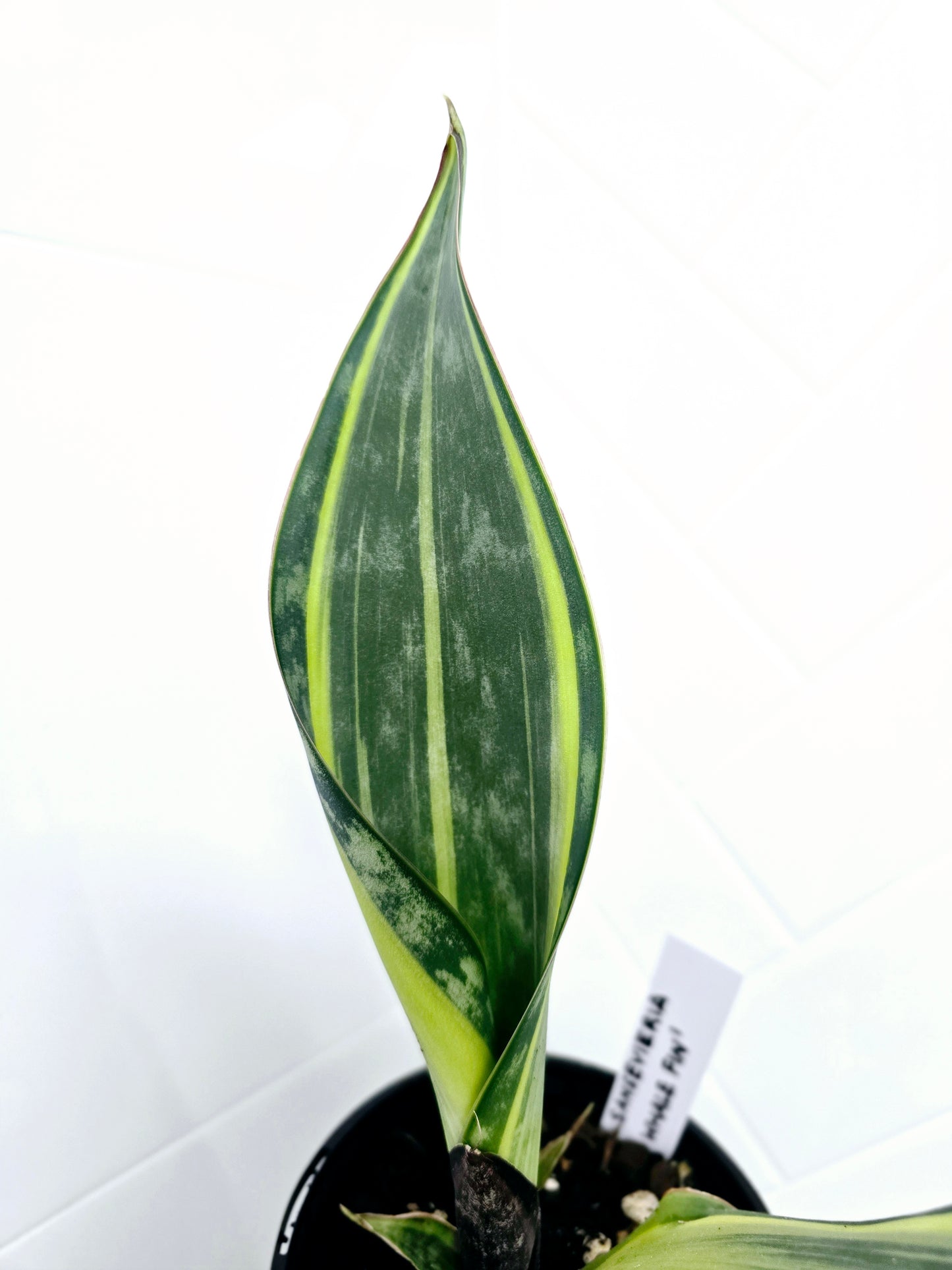 Sansevieria Masoniana Variegata 'Whale Fin' - 125mm