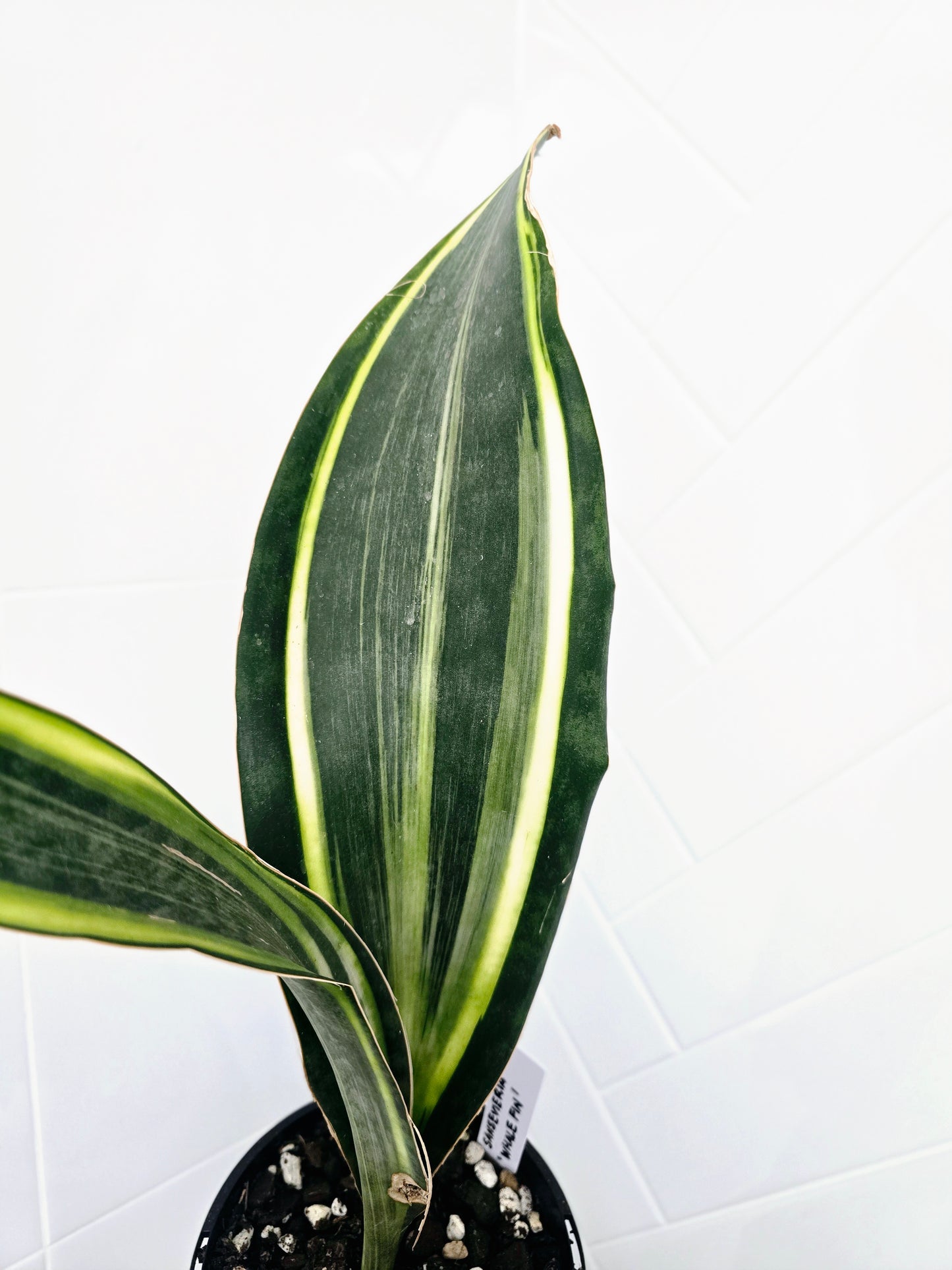 Sansevieria Masoniana Variegata 'Whale Fin' - 140mm
