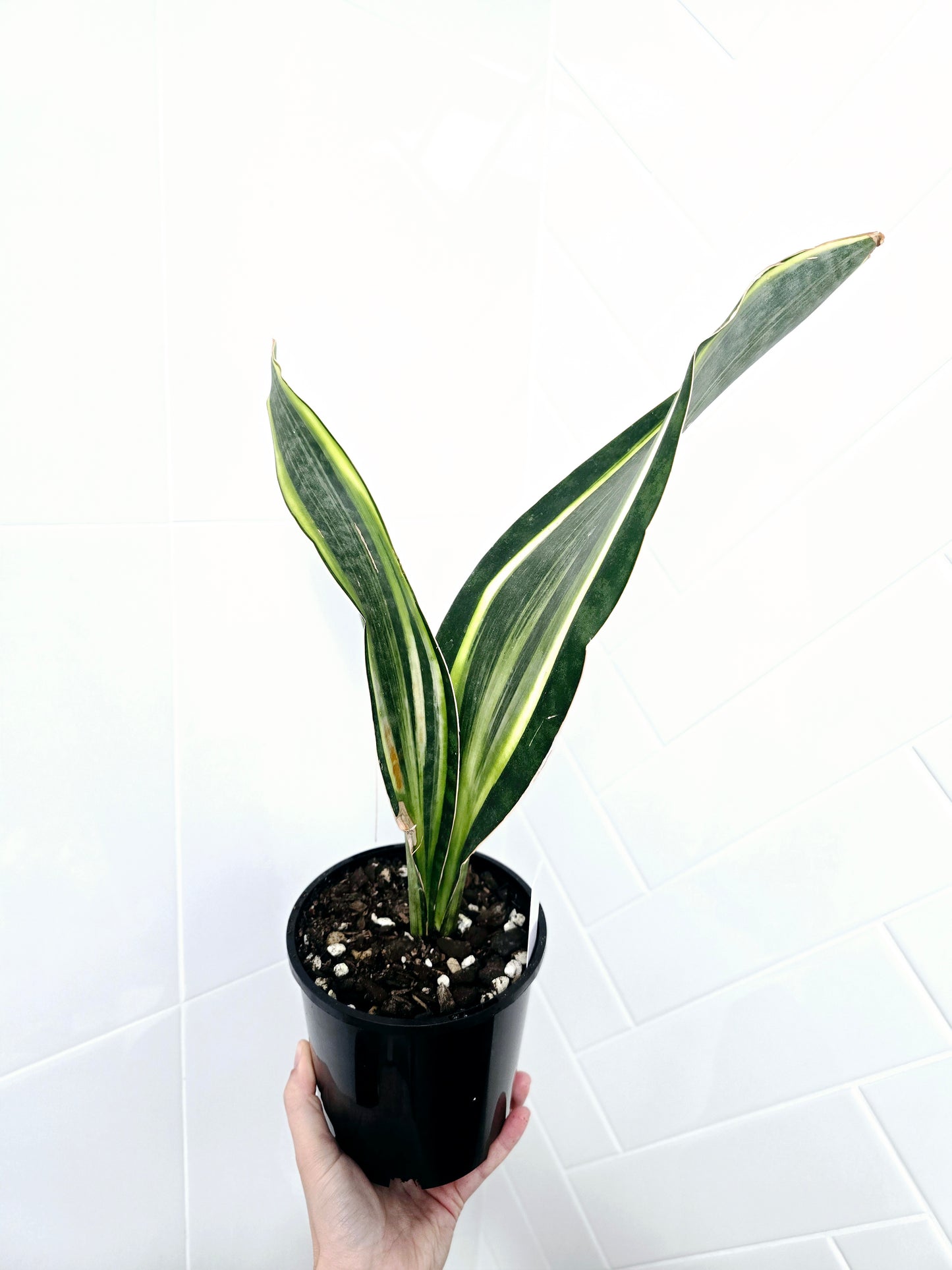 Sansevieria Masoniana Variegata 'Whale Fin' - 140mm