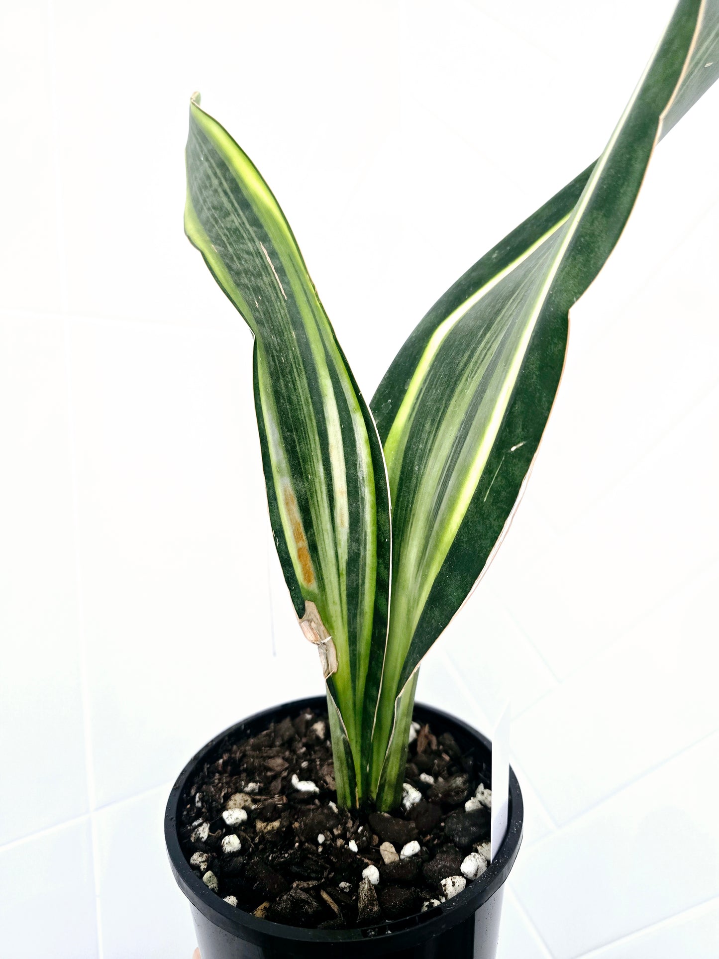 Sansevieria Masoniana Variegata 'Whale Fin' - 140mm