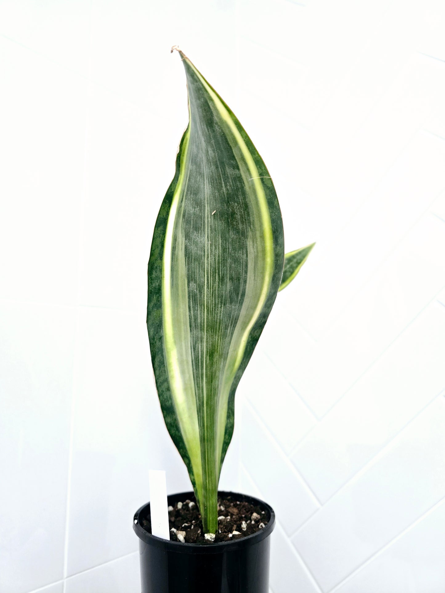 Sansevieria Masoniana Variegata 'Whale Fin' - 140mm