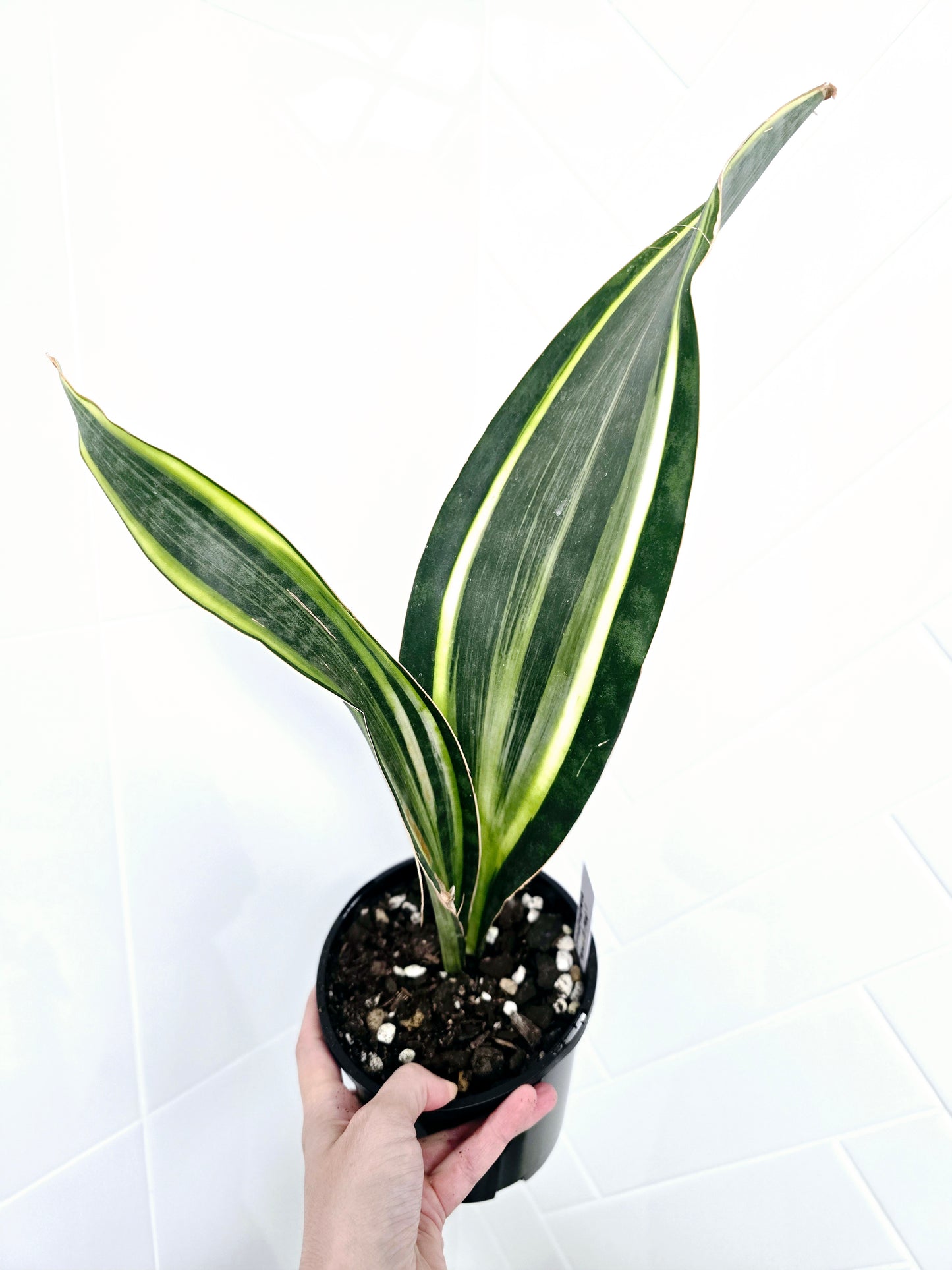 Sansevieria Masoniana Variegata 'Whale Fin' - 140mm