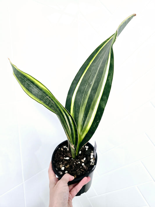 Sansevieria Masoniana Variegata 'Whale Fin' - 140mm