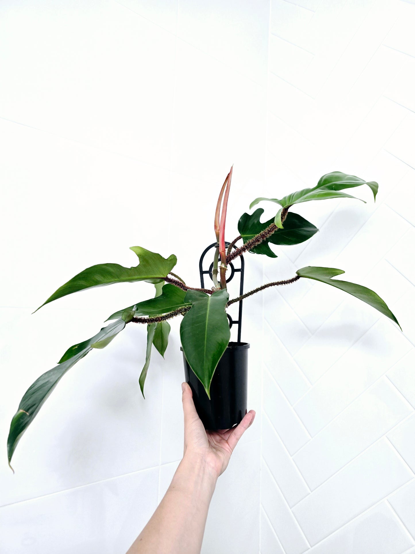 Philodendron 'Squamiferum' Ladder - 125mm