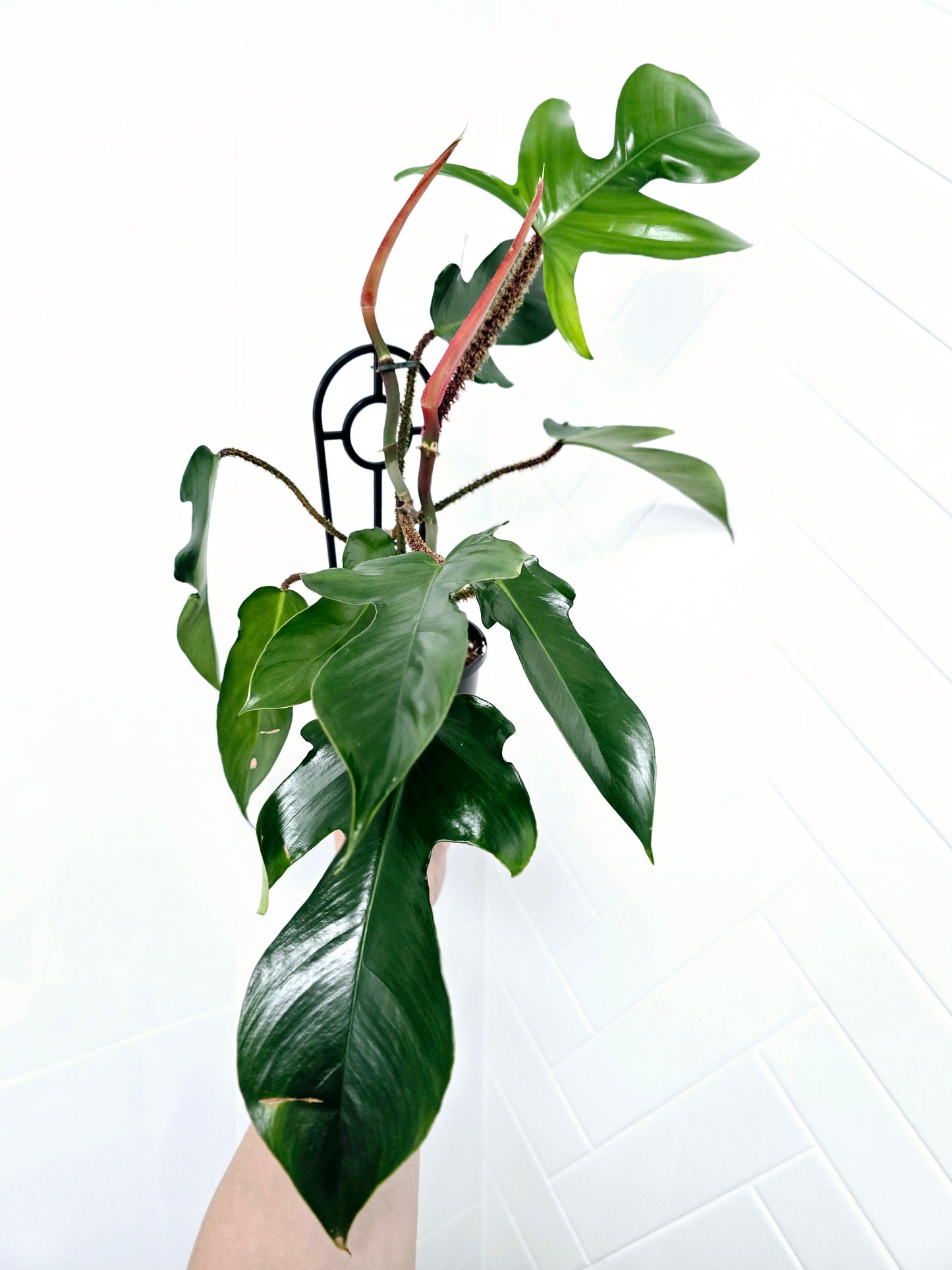 Philodendron 'Squamiferum' Ladder - 125mm