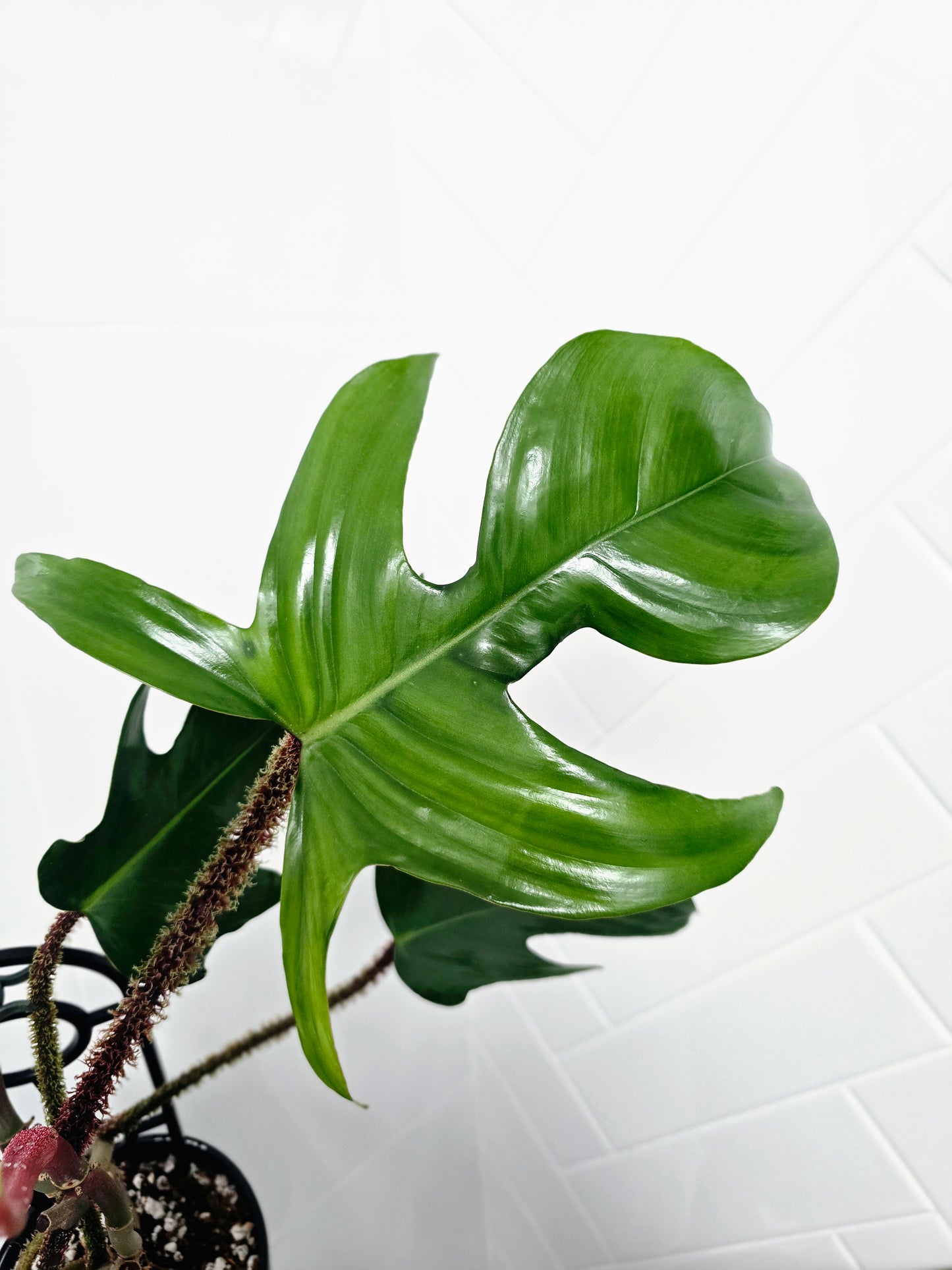 Philodendron 'Squamiferum' Ladder - 125mm