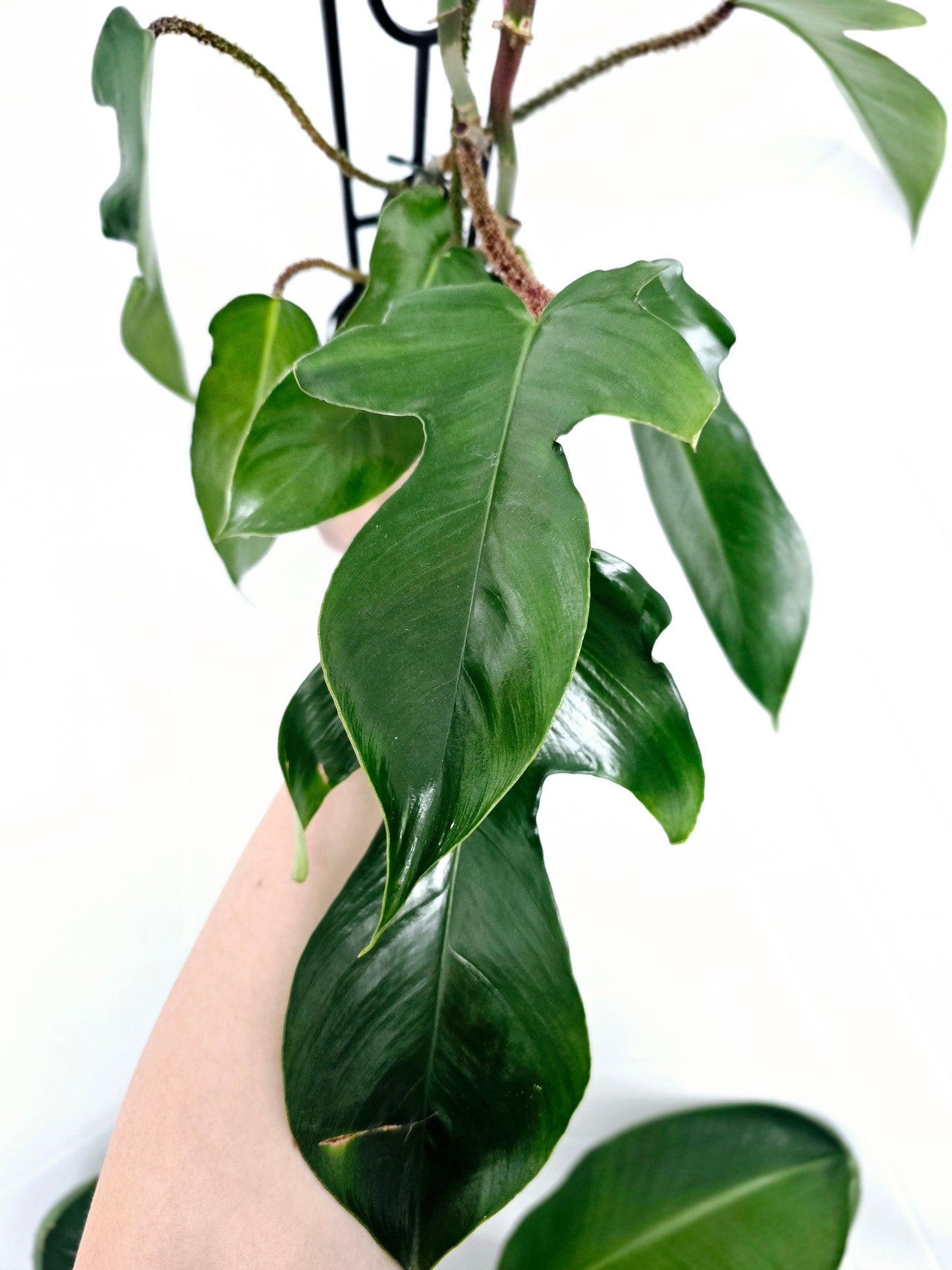 Philodendron 'Squamiferum' Ladder - 125mm