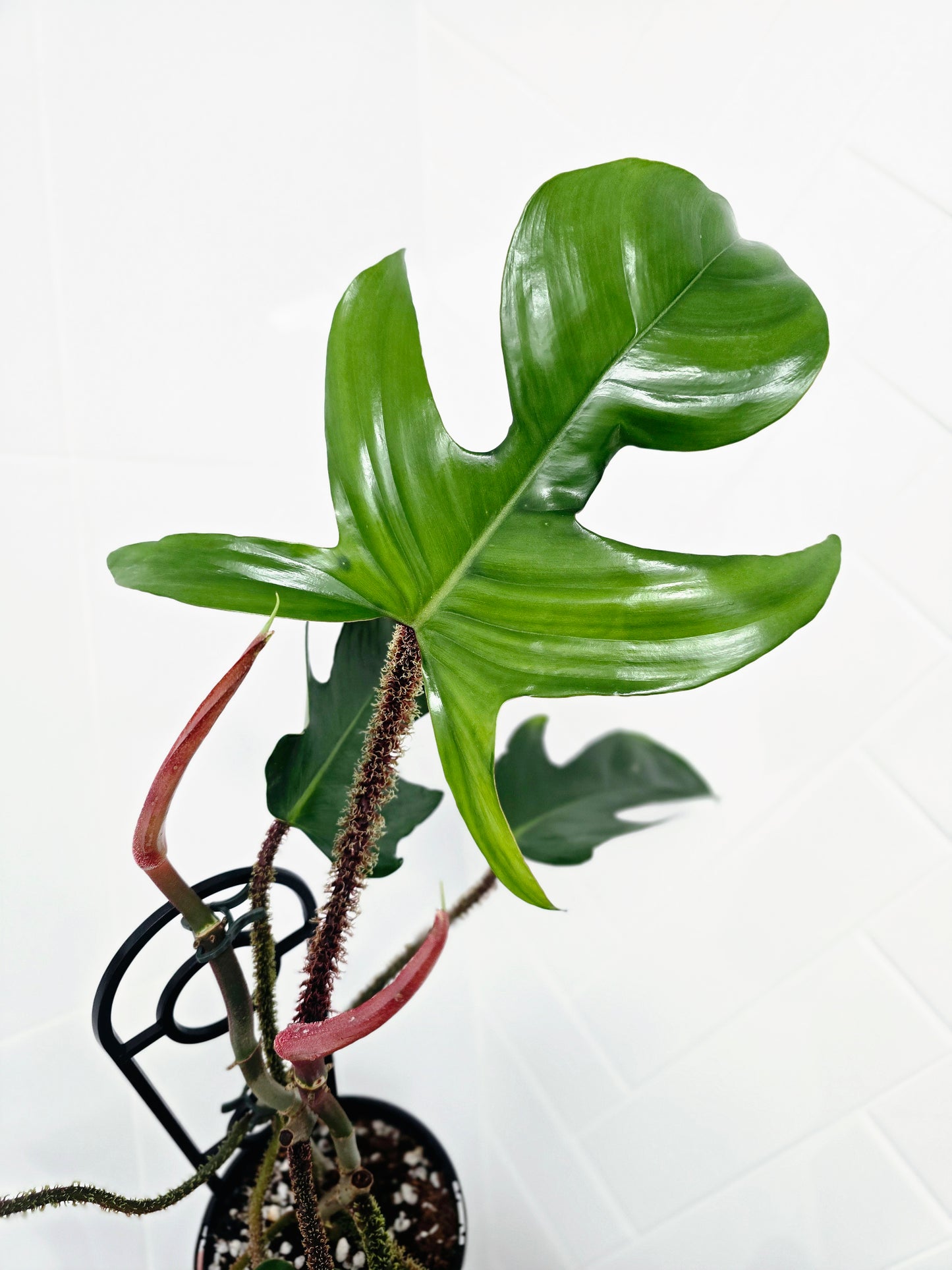 Philodendron 'Squamiferum' Ladder - 125mm