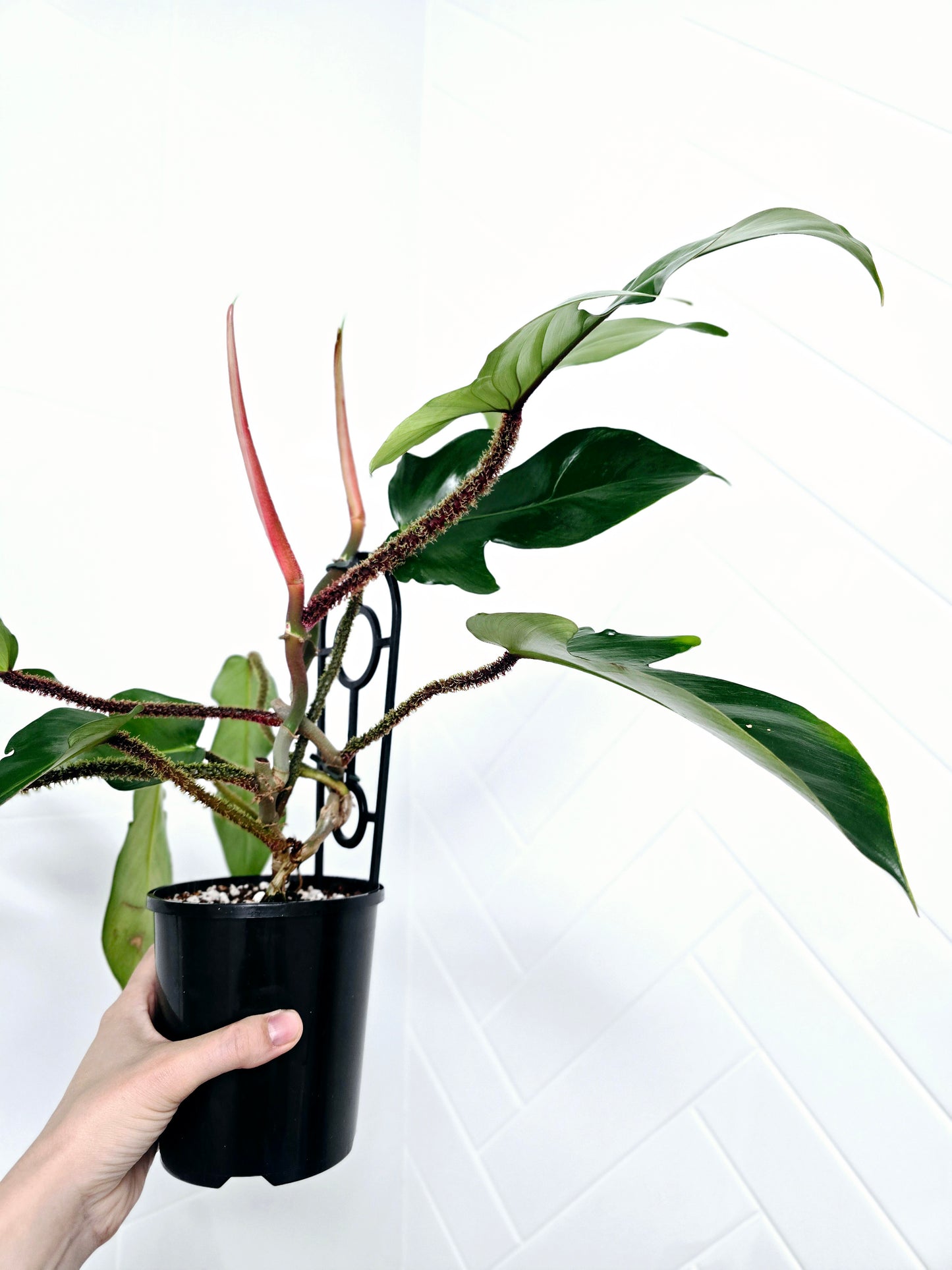 Philodendron 'Squamiferum' Ladder - 125mm