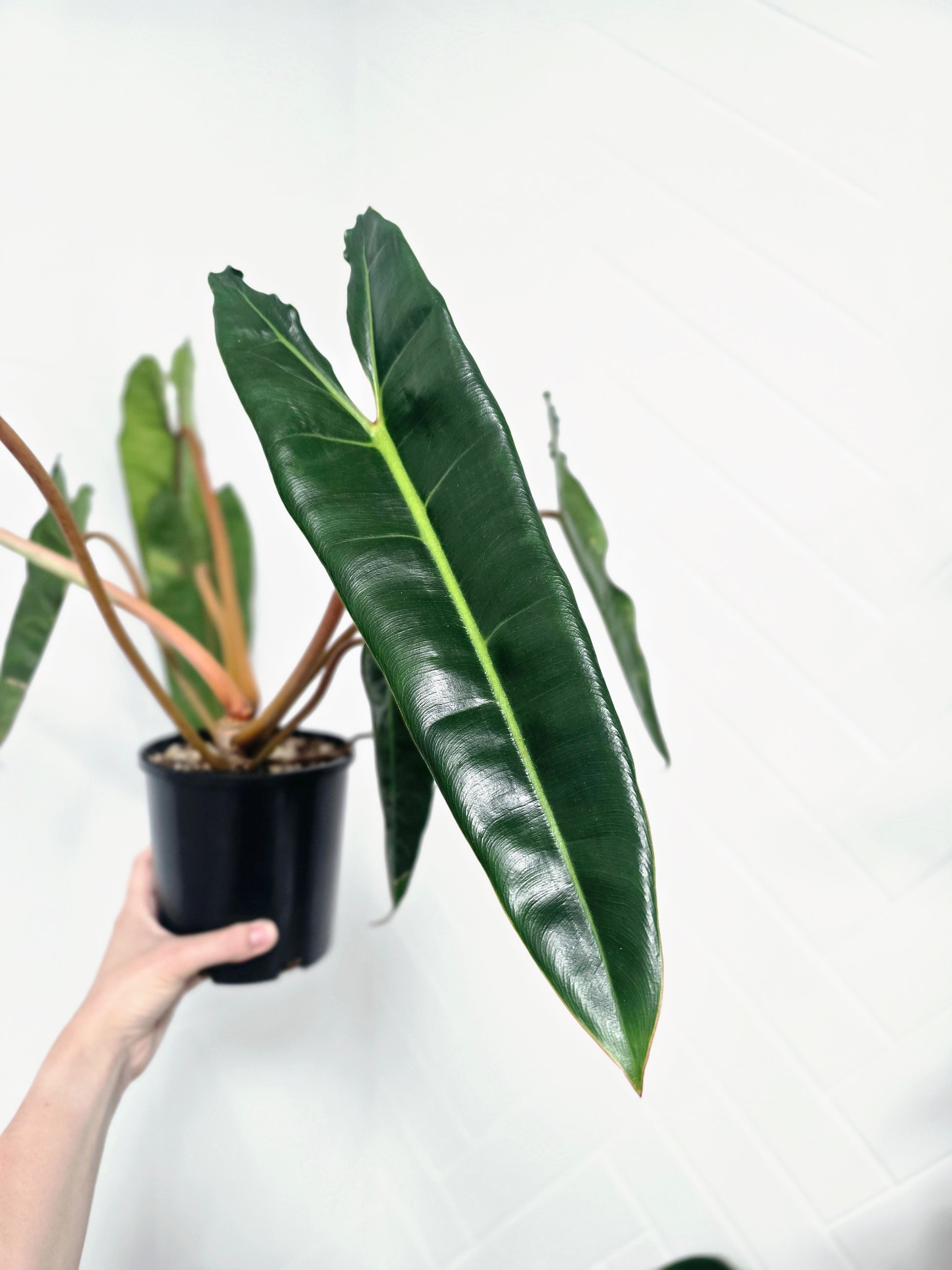 philodendron billietiae australia Philodendron 'Billietiae'