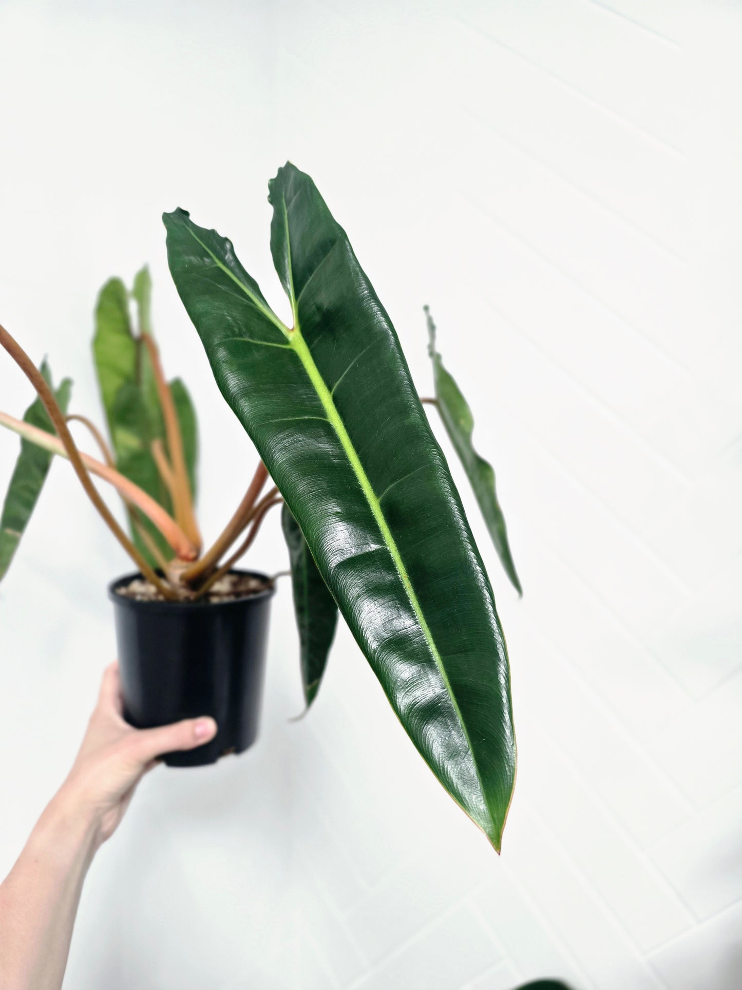 Philodendron 'Billietiae' - 140mm