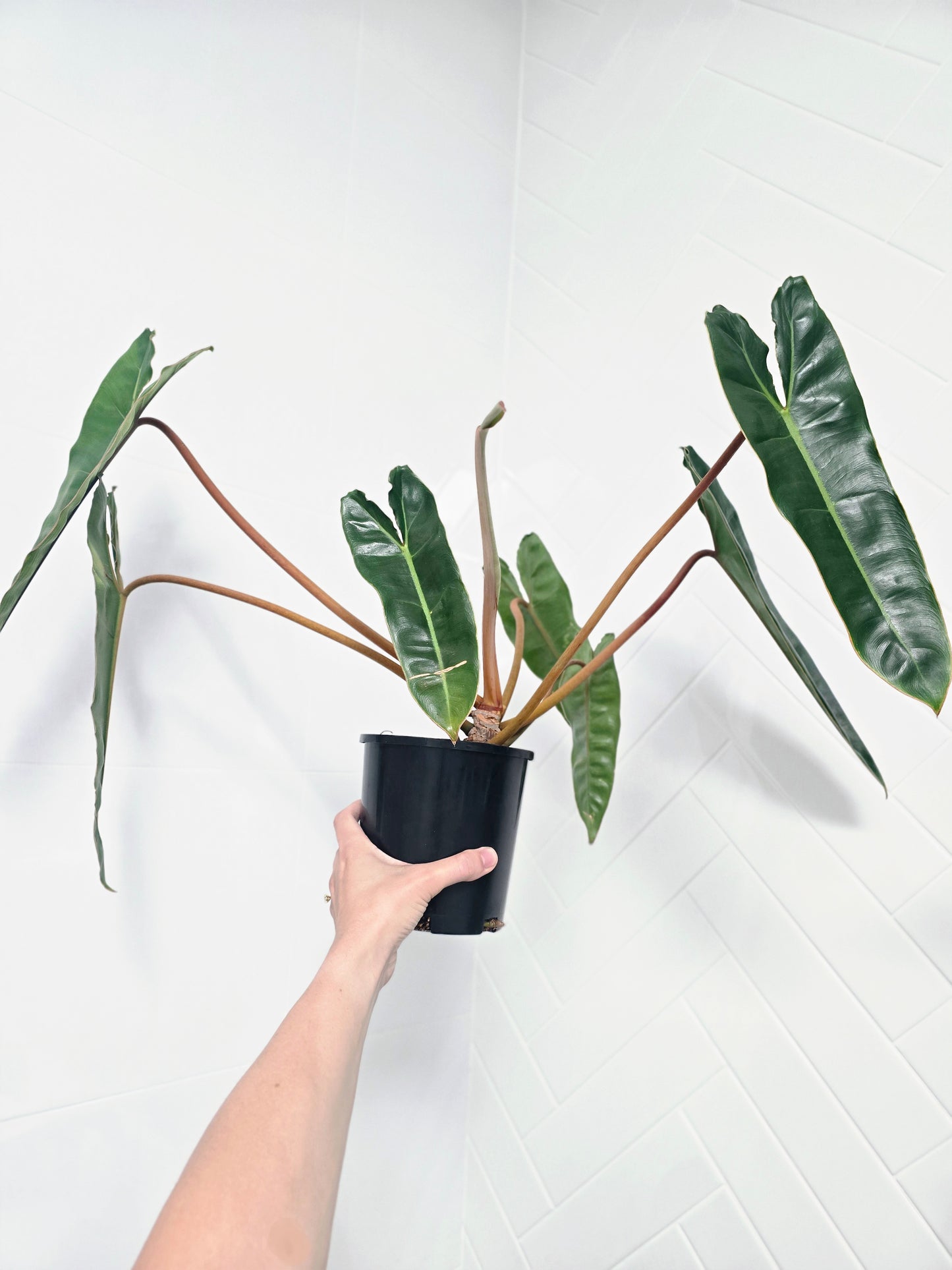 Philodendron 'Billietiae' - 140mm
