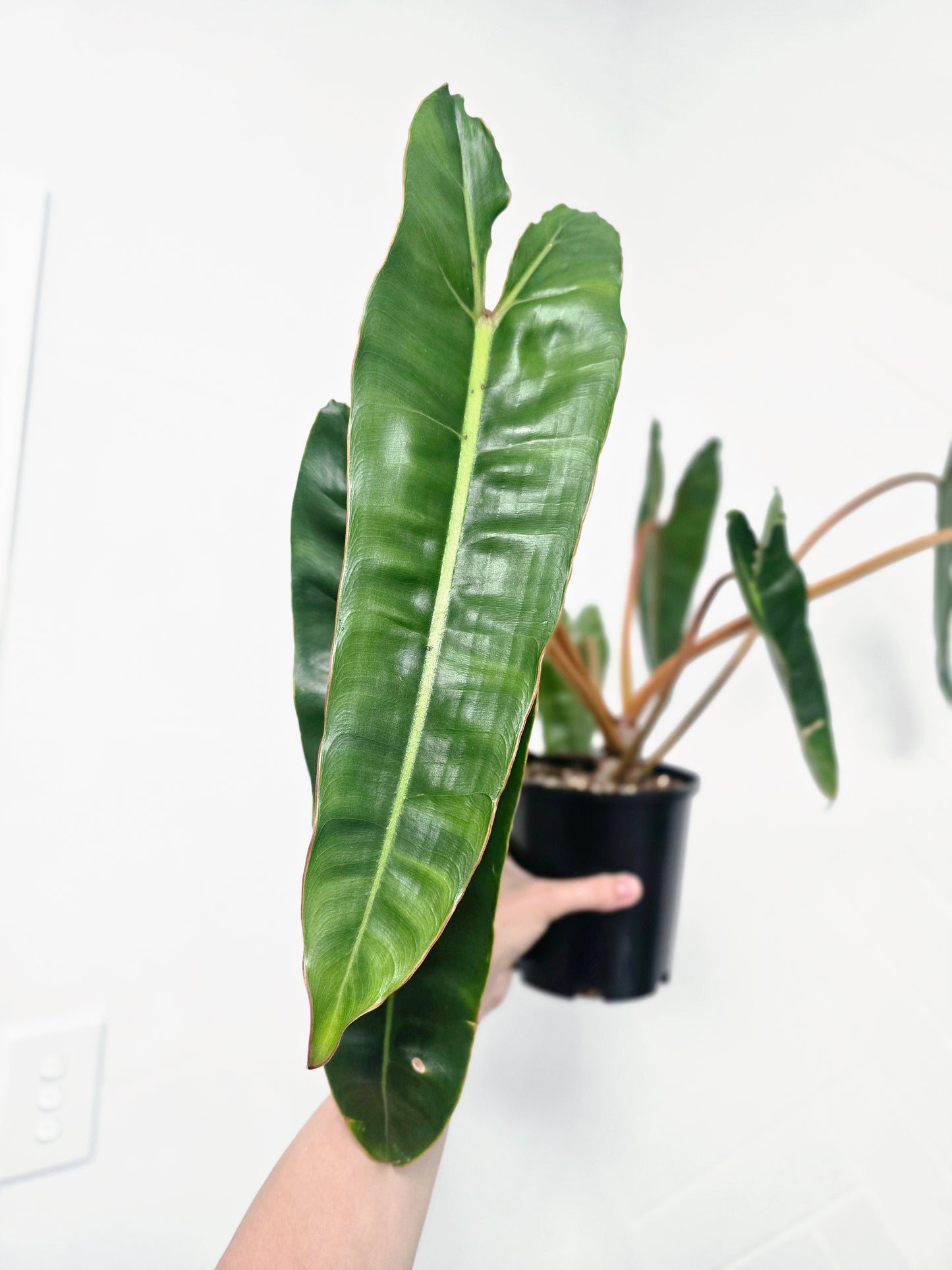 Philodendron 'Billietiae' - 140mm