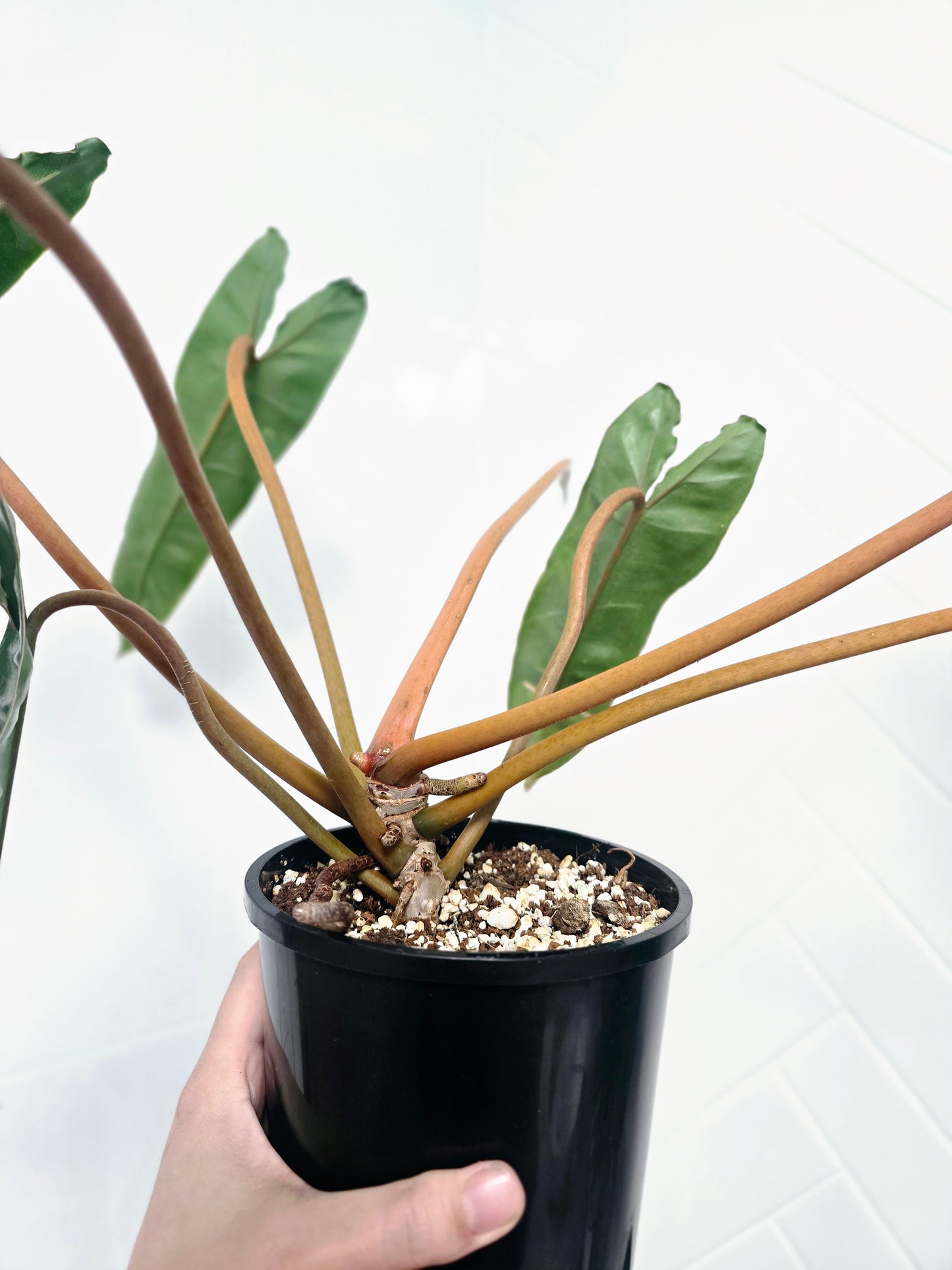 Philodendron 'Billietiae' - 140mm