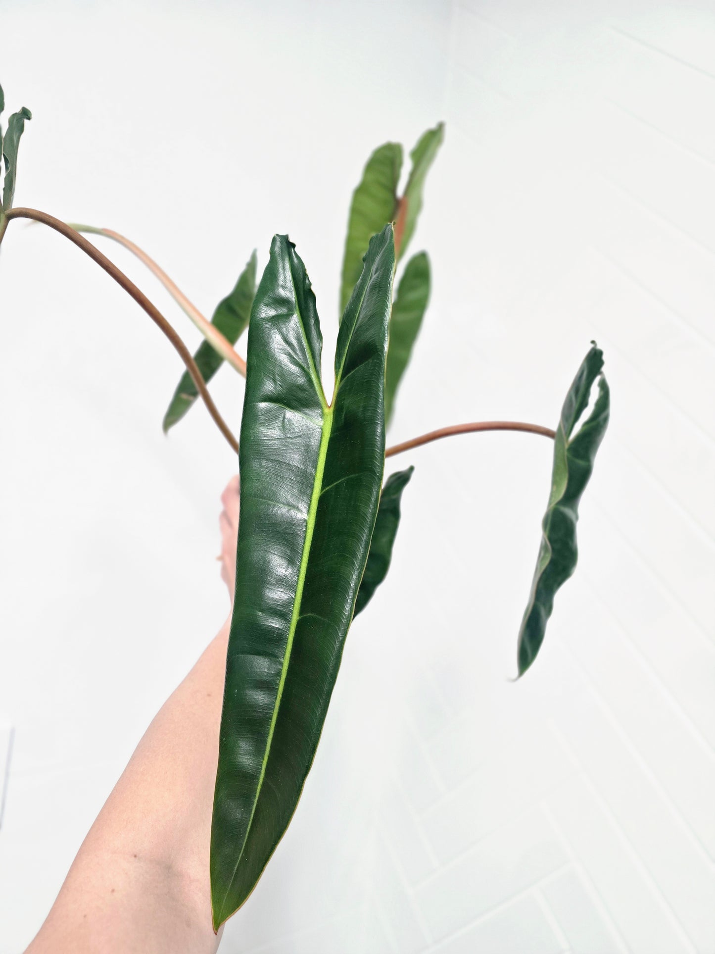 Philodendron 'Billietiae' - 140mm