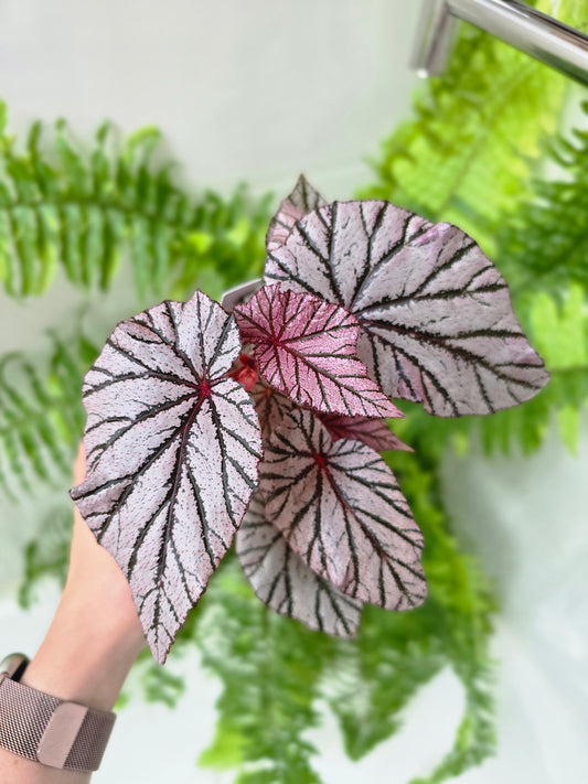 Begonia Maculata 'Ashura' - 80mm