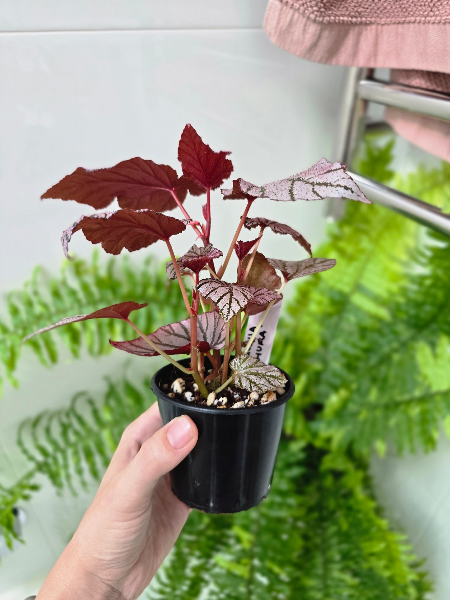 Begonia Maculata 'Ashura' - 80mm
