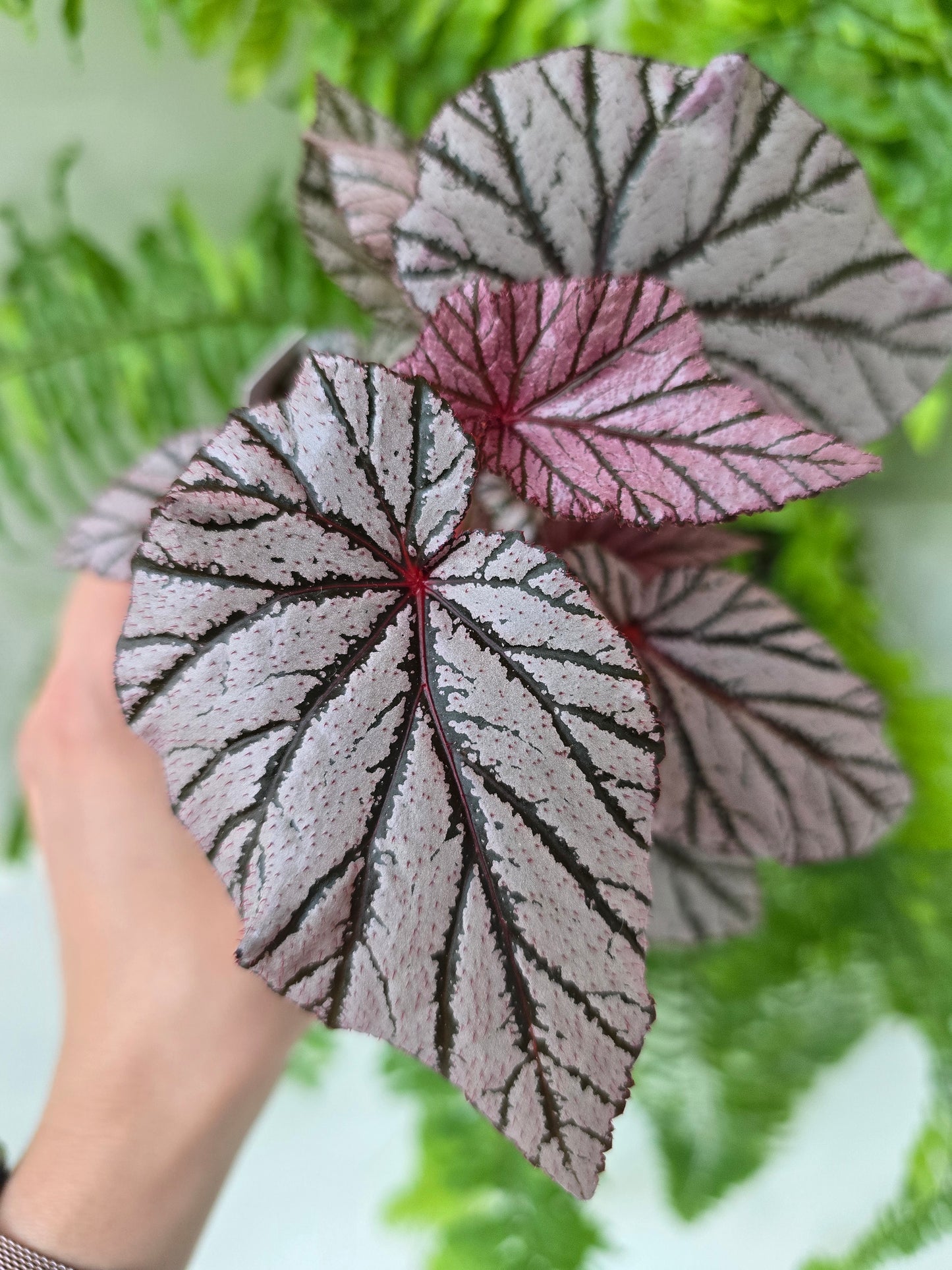 Begonia Maculata 'Ashura' - 80mm