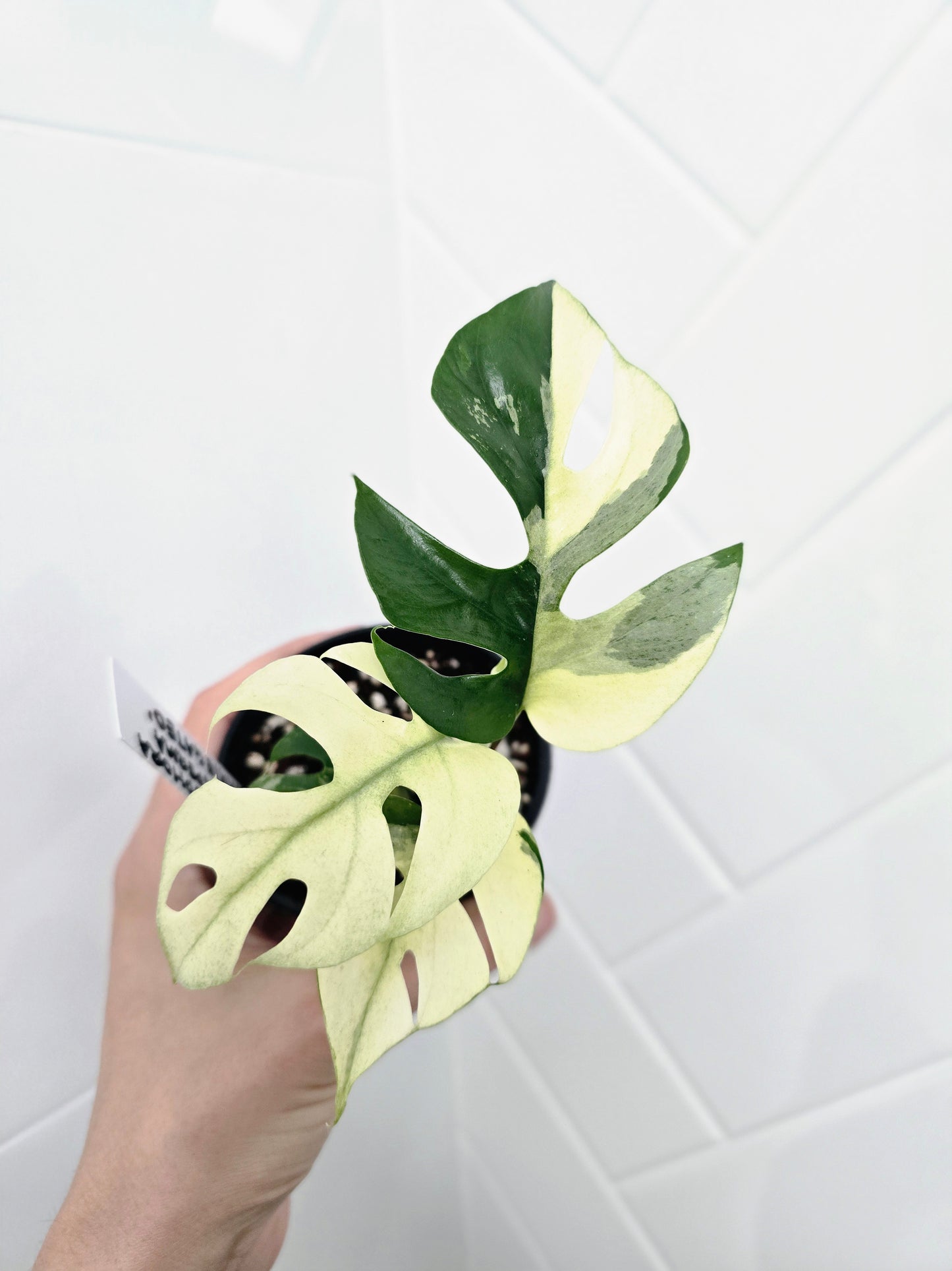 Rhaphidophora Tetrasperma Variegata 'Albo' - 80mm