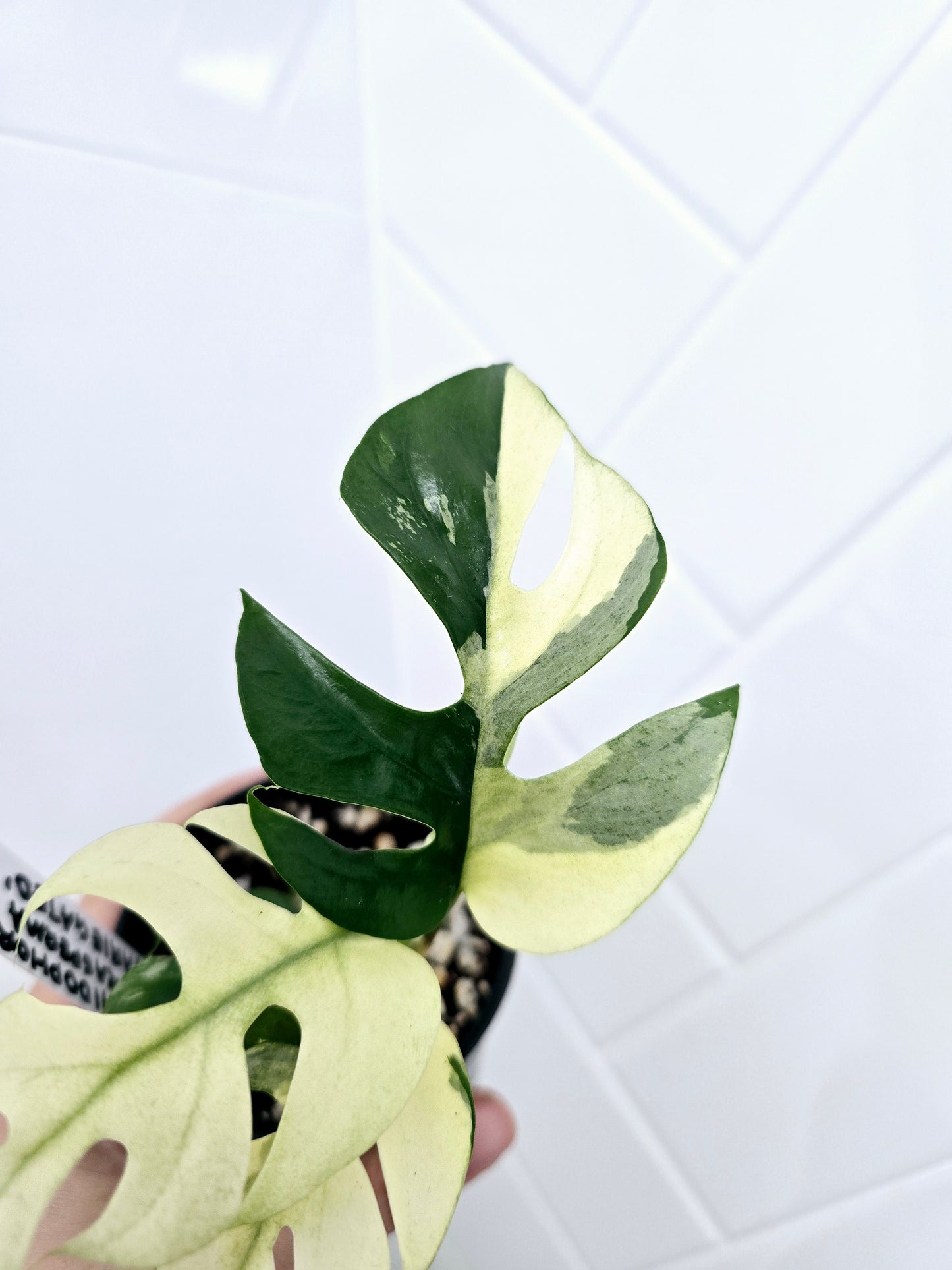 Rhaphidophora Tetrasperma Variegata 'Albo' - 80mm