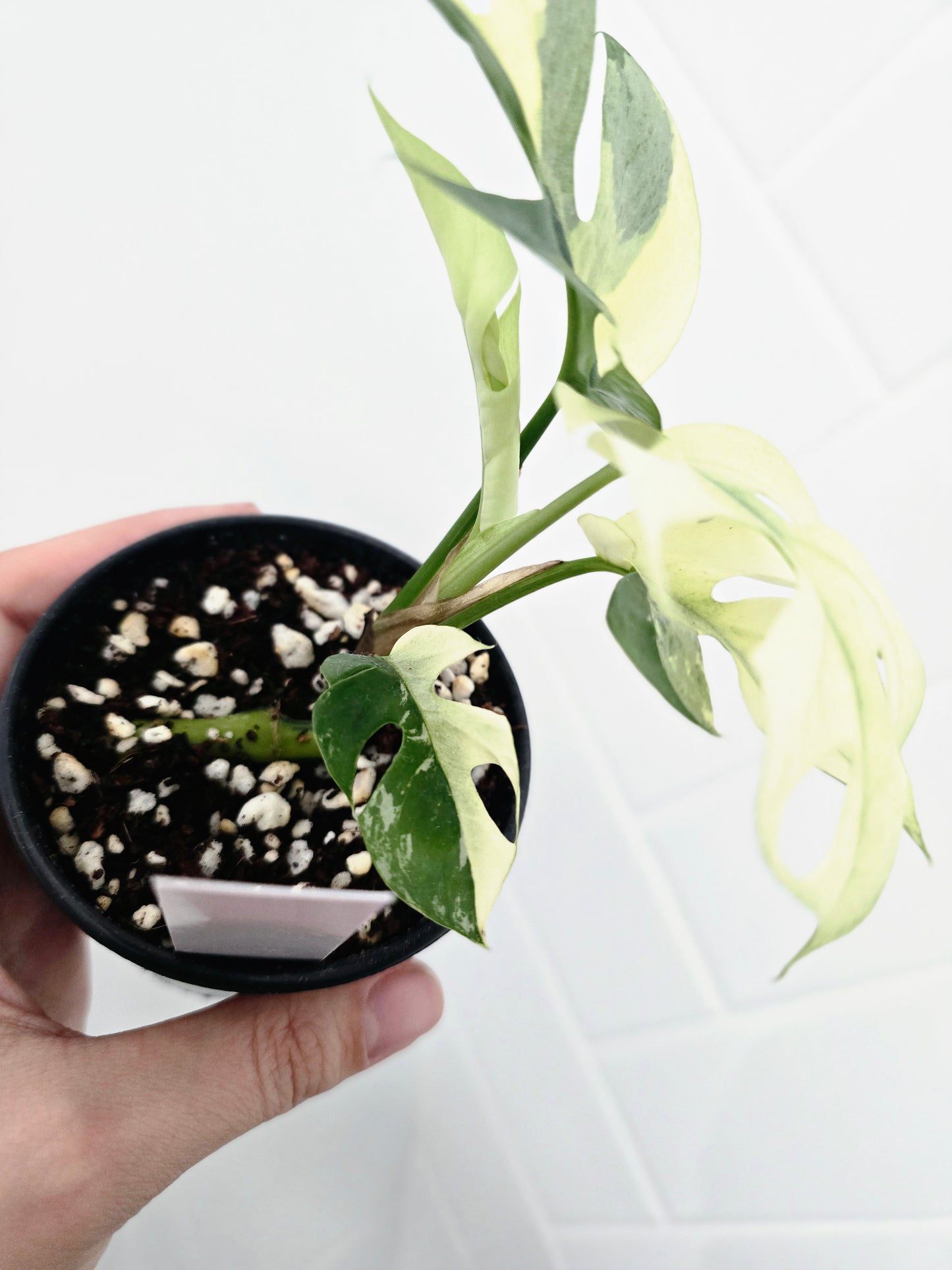 Rhaphidophora Tetrasperma Variegata 'Albo' - 80mm