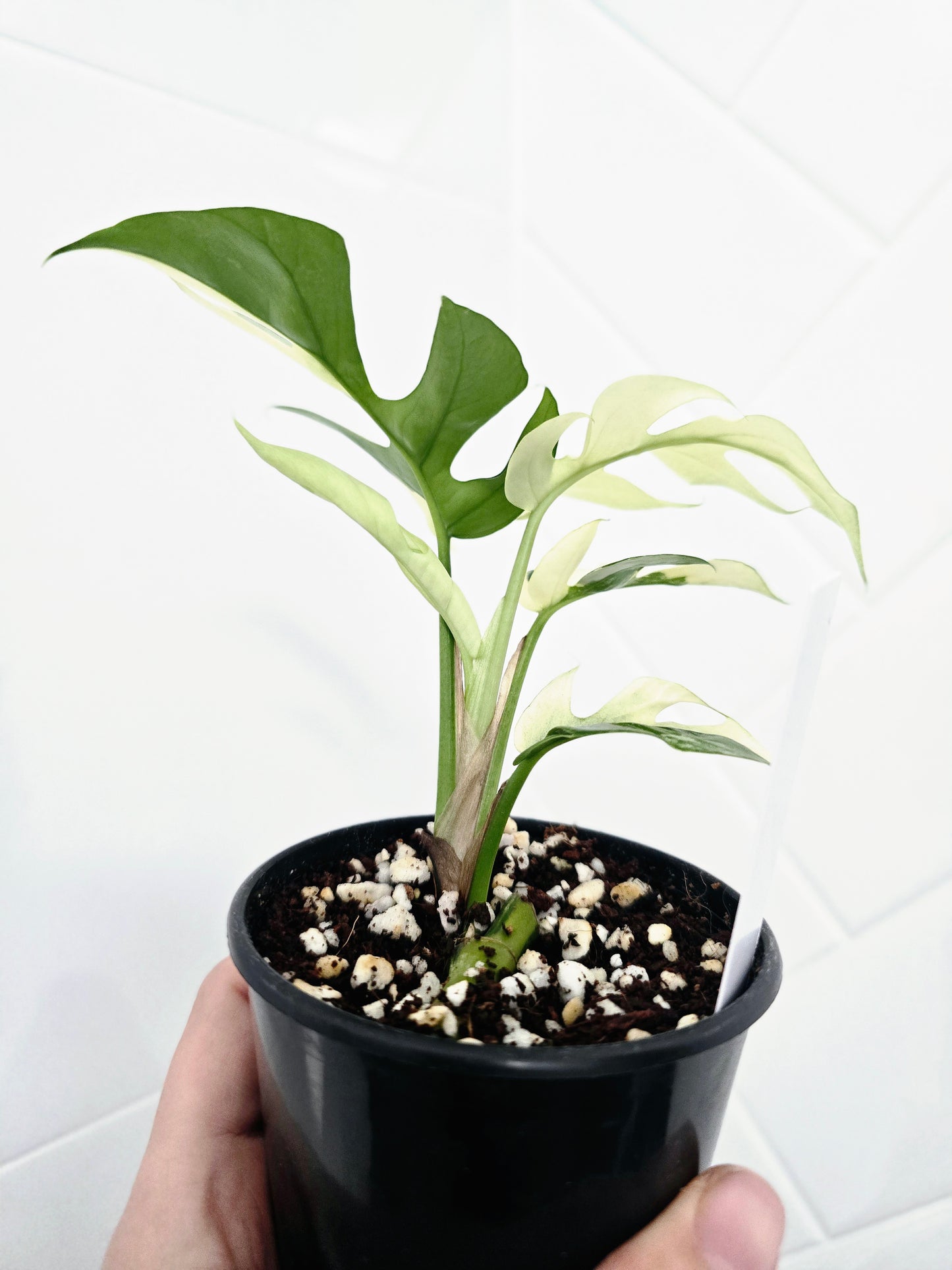 Rhaphidophora Tetrasperma Variegata 'Albo' - 80mm
