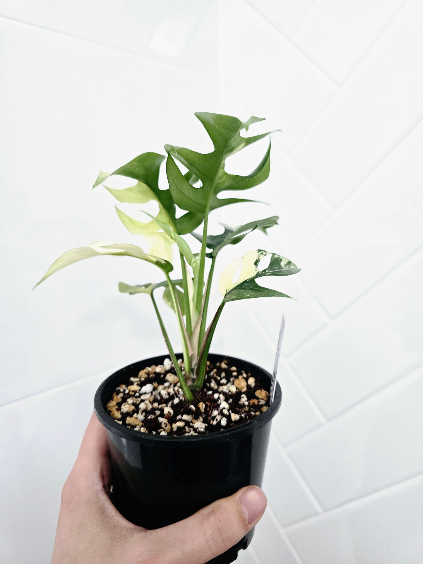 Rhaphidophora Tetrasperma Variegata 'Albo' - 100mm