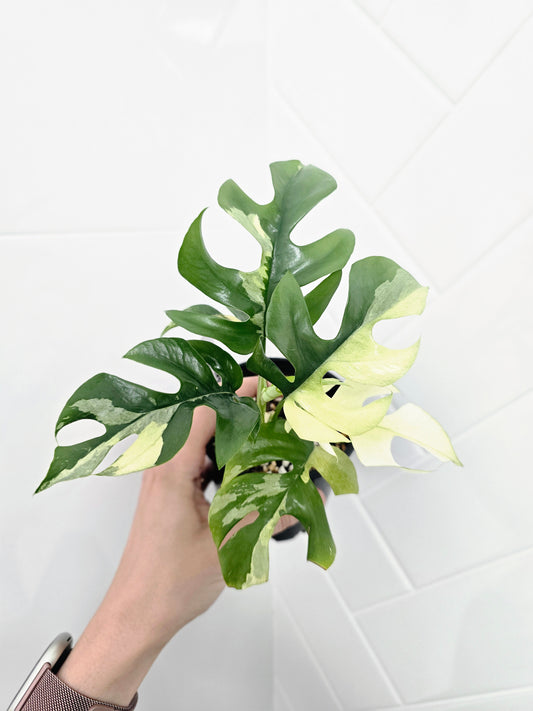 Rhaphidophora Tetrasperma Variegata 'Albo' - 100mm