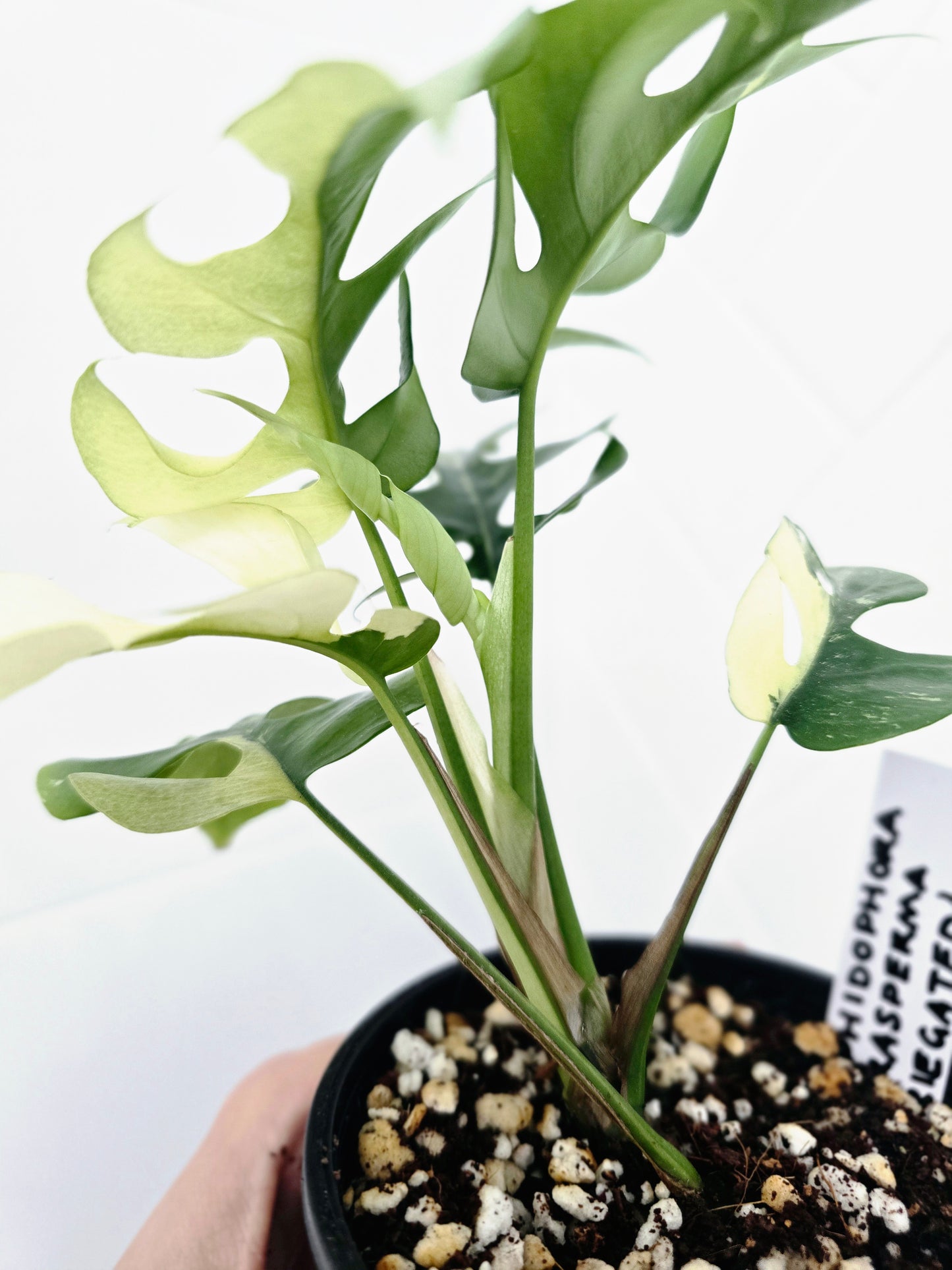 Rhaphidophora Tetrasperma Variegata 'Albo' - 100mm