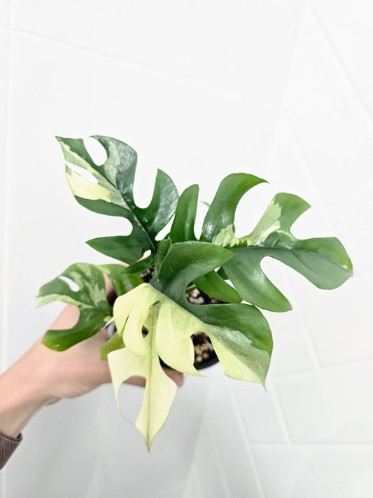 Rhaphidophora Tetrasperma Variegata 'Albo' - 100mm