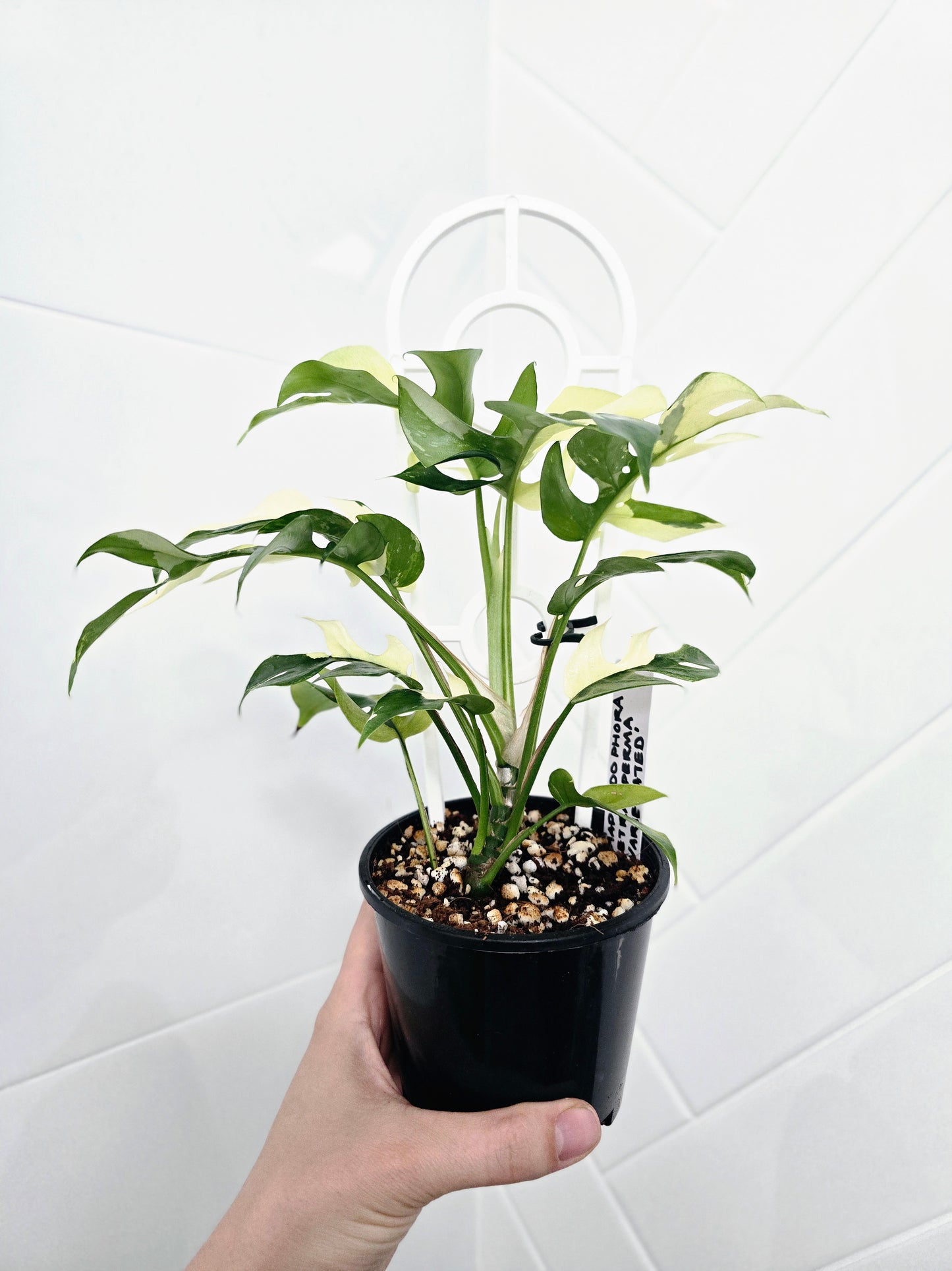 Rhaphidophora Tetrasperma Variegata 'Albo' Ladder - 100mm
